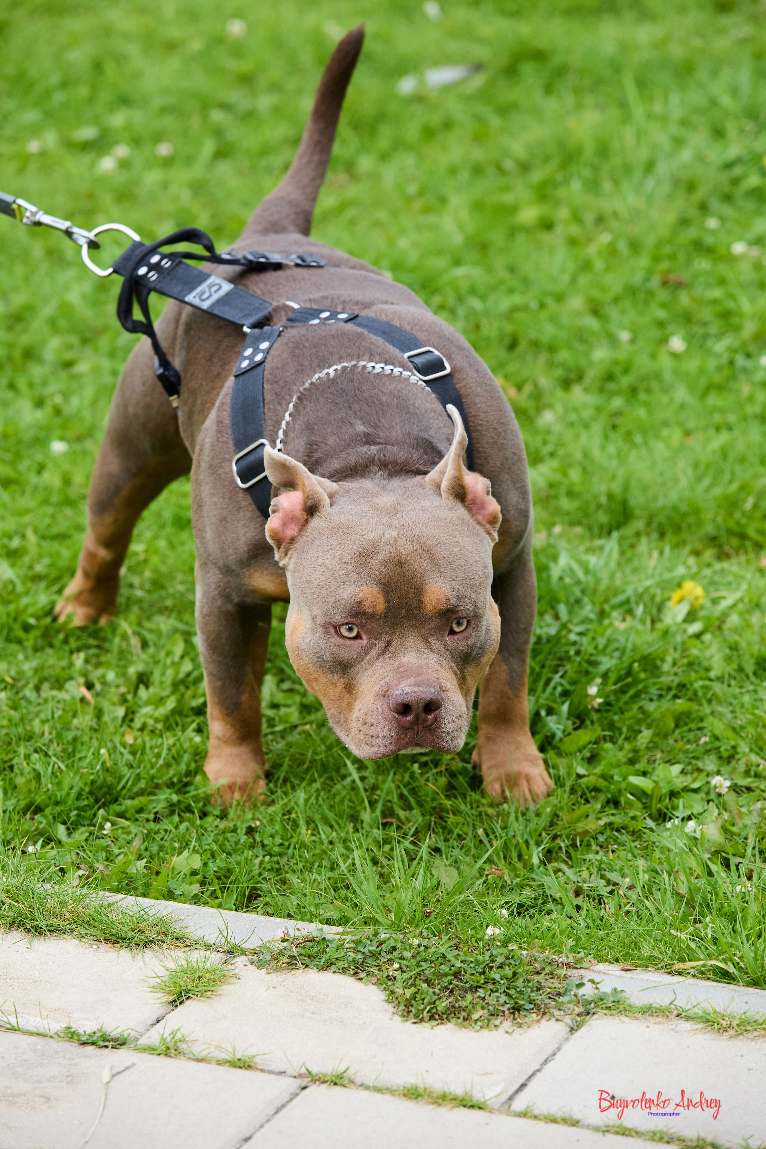 Проект фотопрогулка с хвостиком. Buyvolenko Andrey