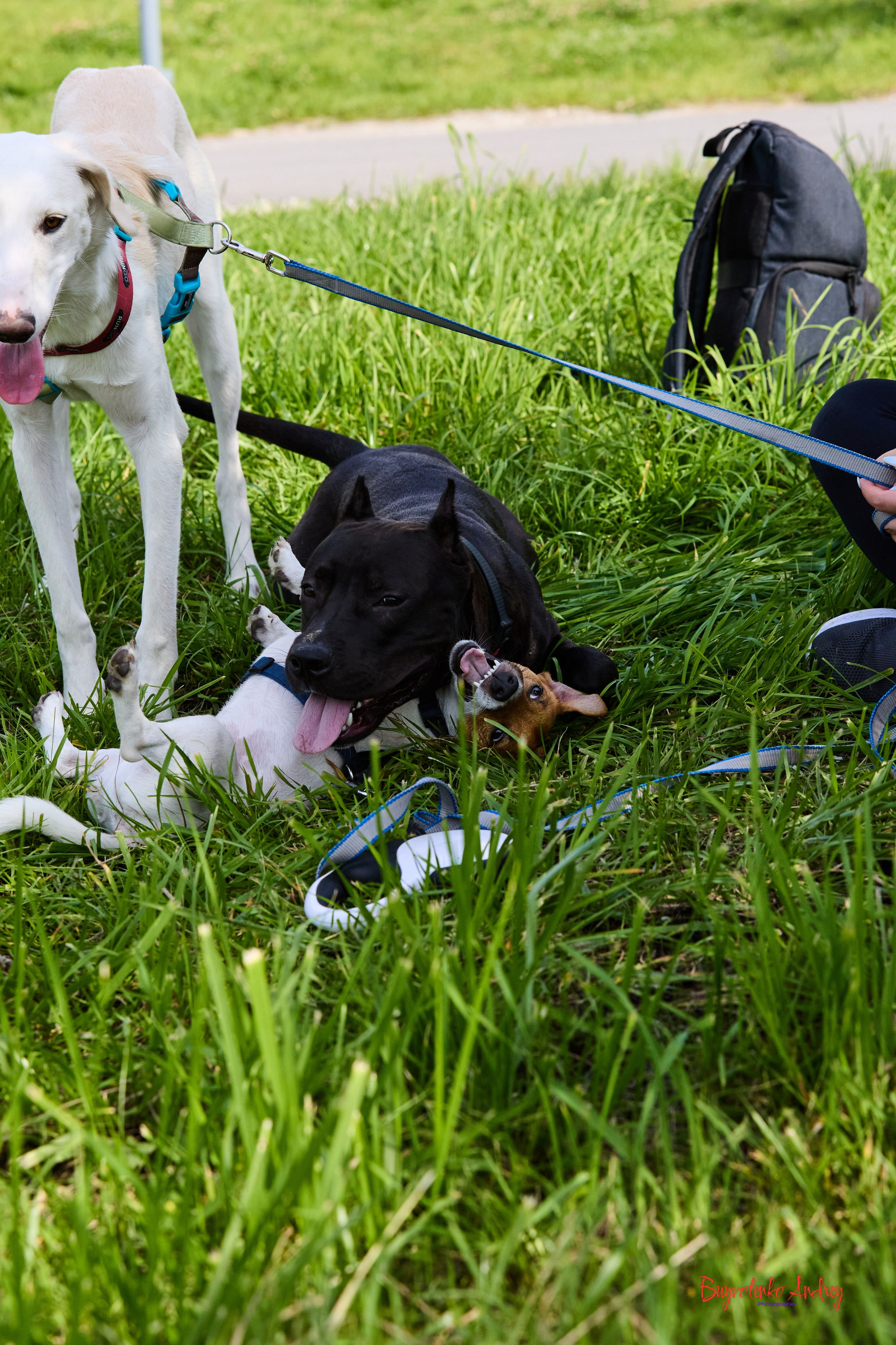 Проект фотопрогулка с хвостиком. Buyvolenko Andrey