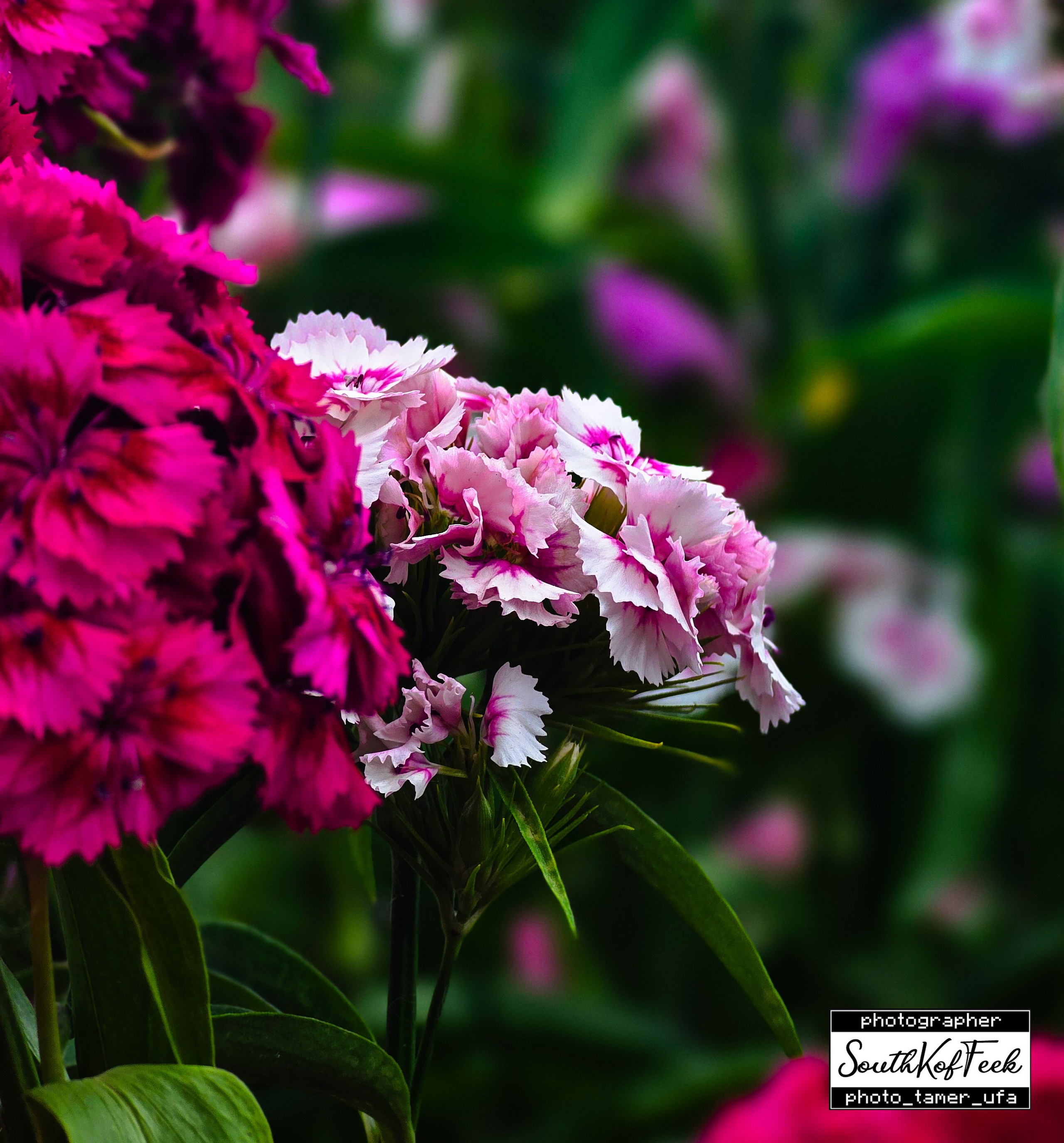 Цветы?. Photo Tamer Ufa