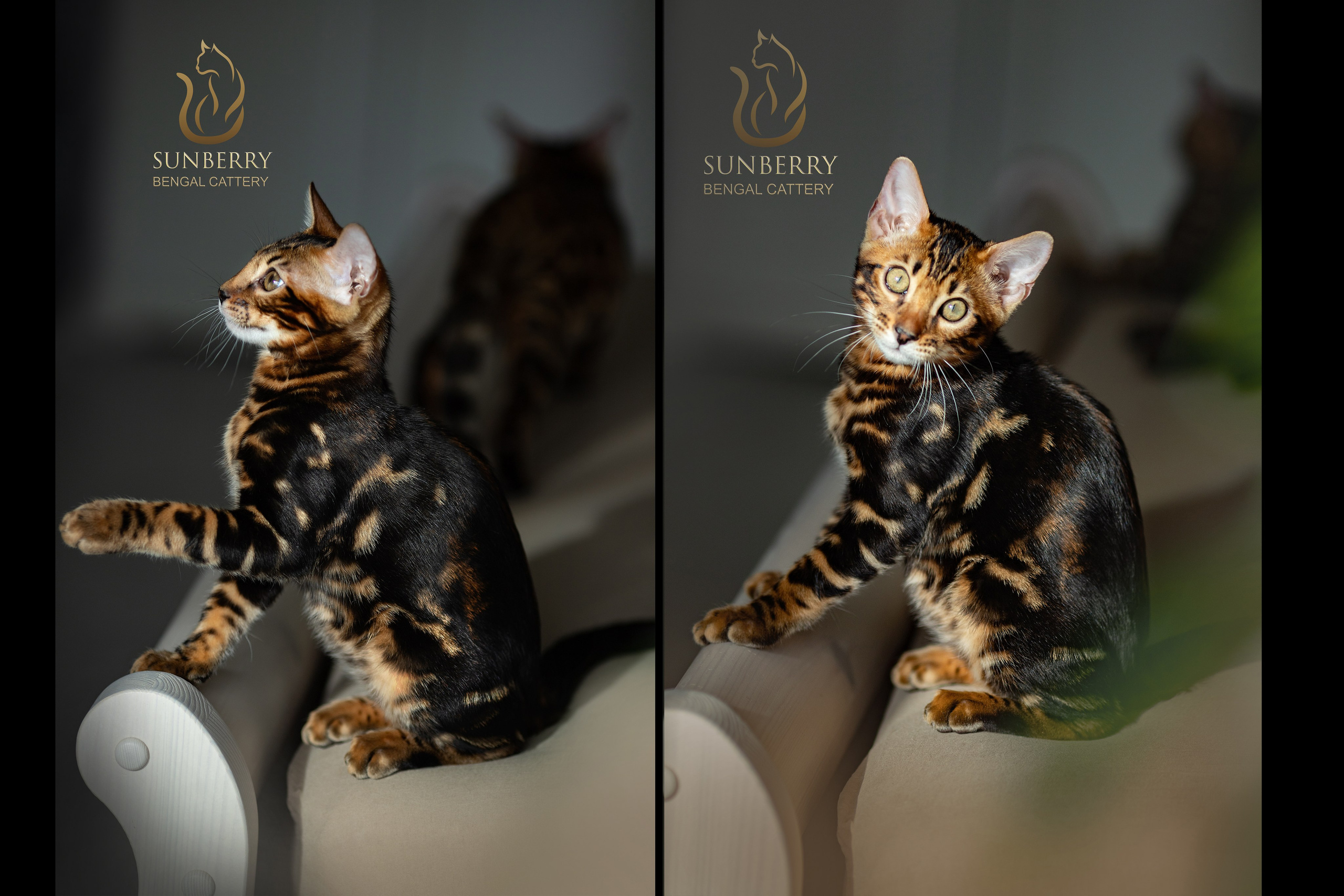 Питомник Бенгальских кошек Минск