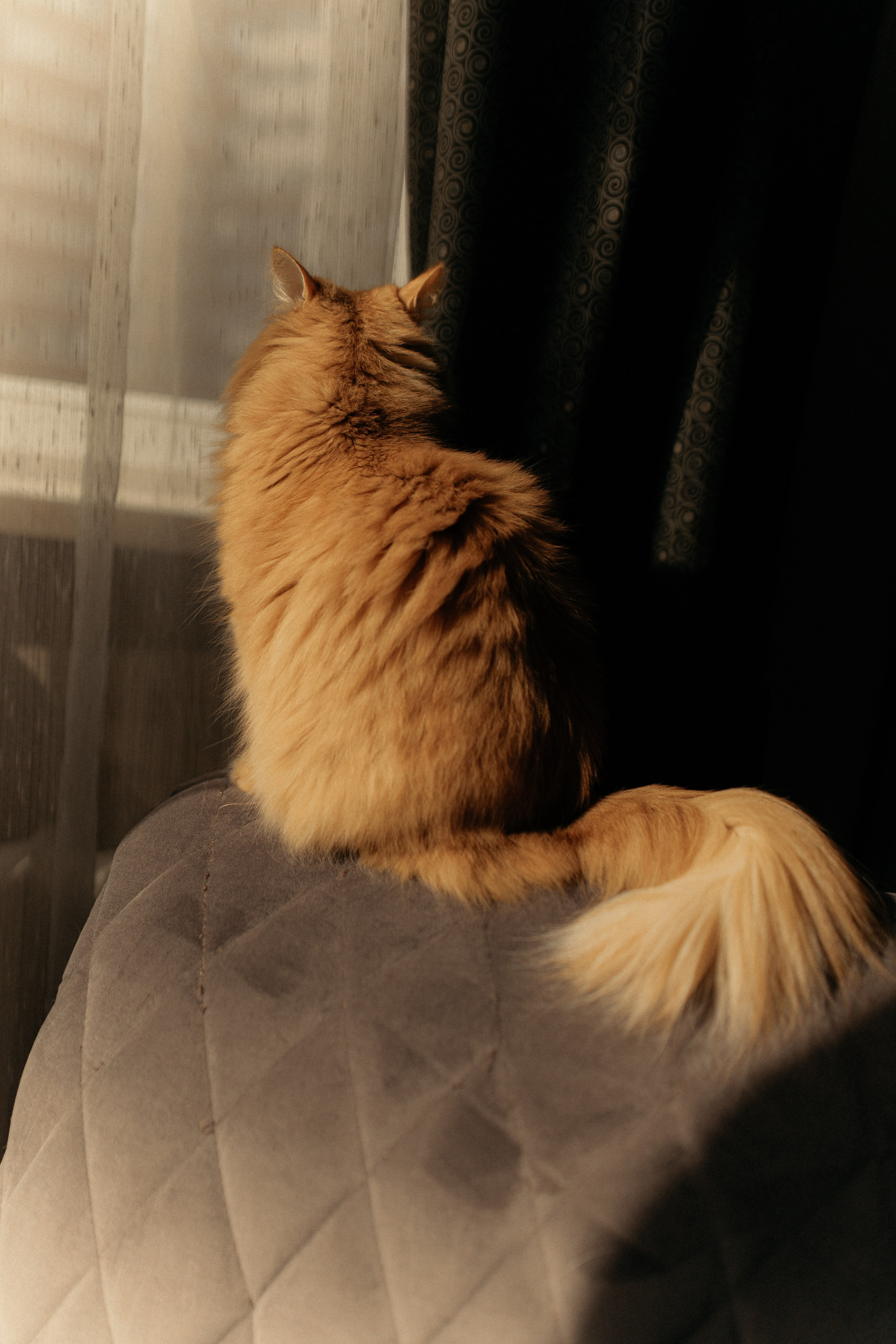 Алиса. DARYA.BELKINA