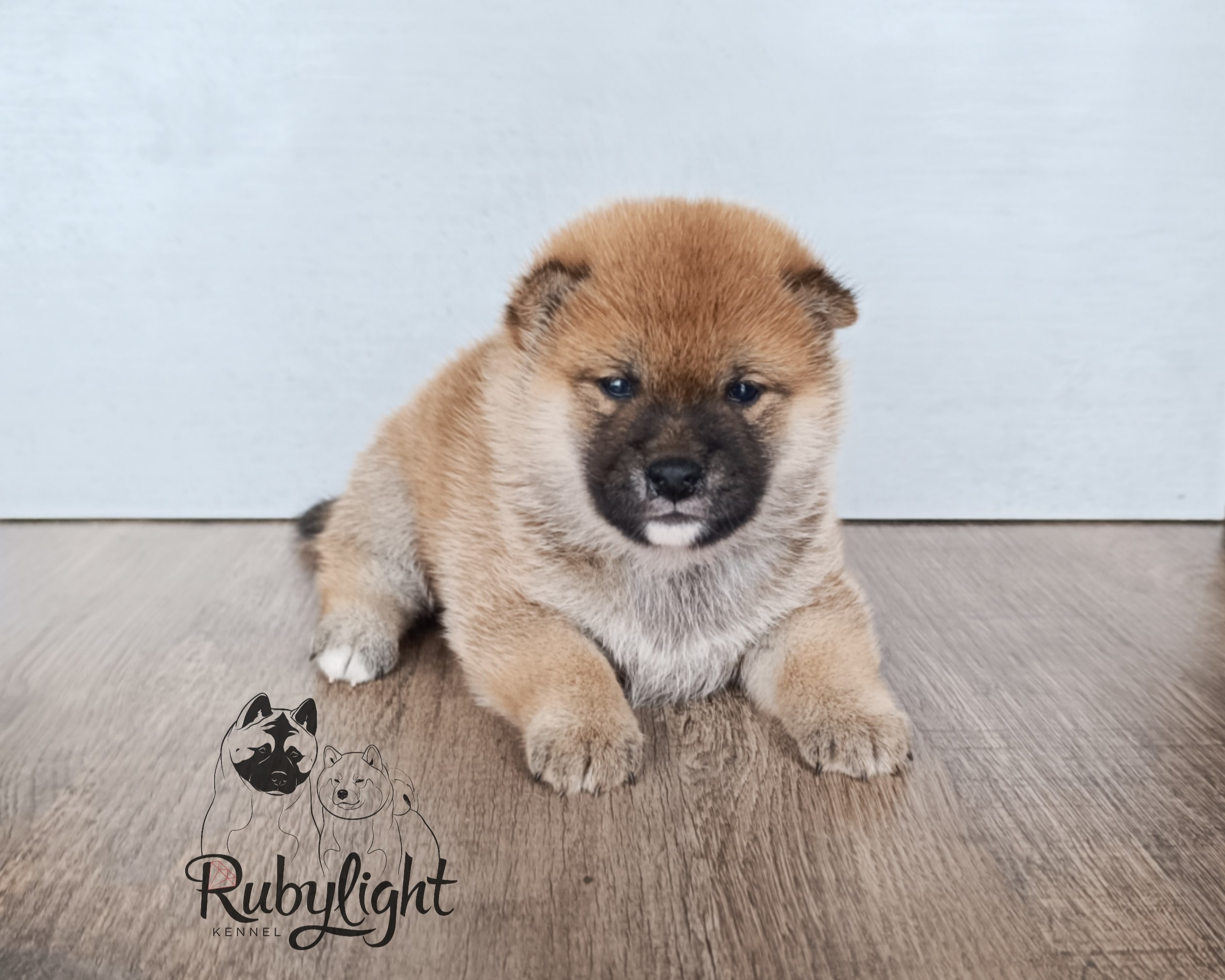 Сиба Rubylight Ellis питомник Рубилайт 