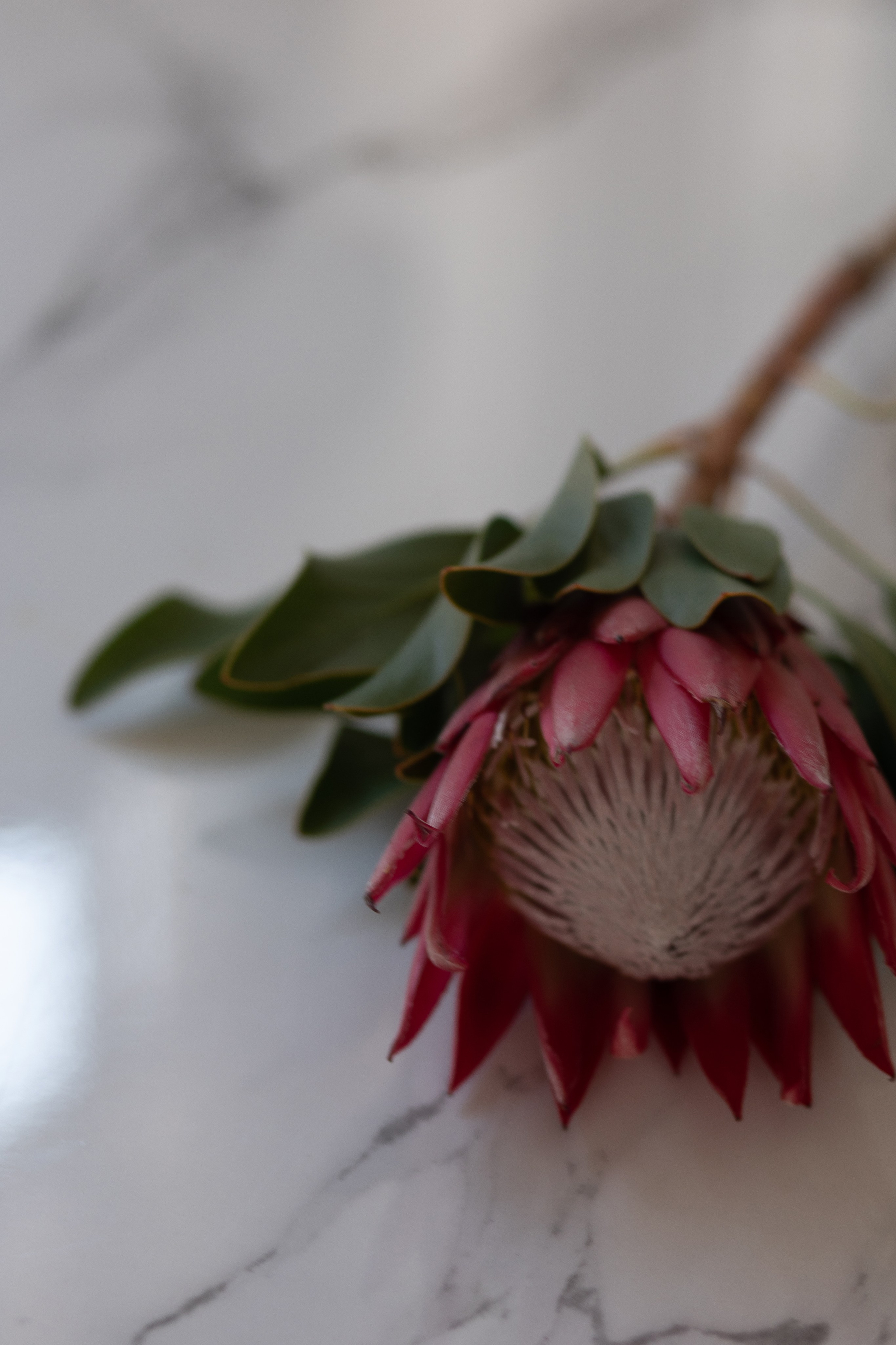 Royal. Главная