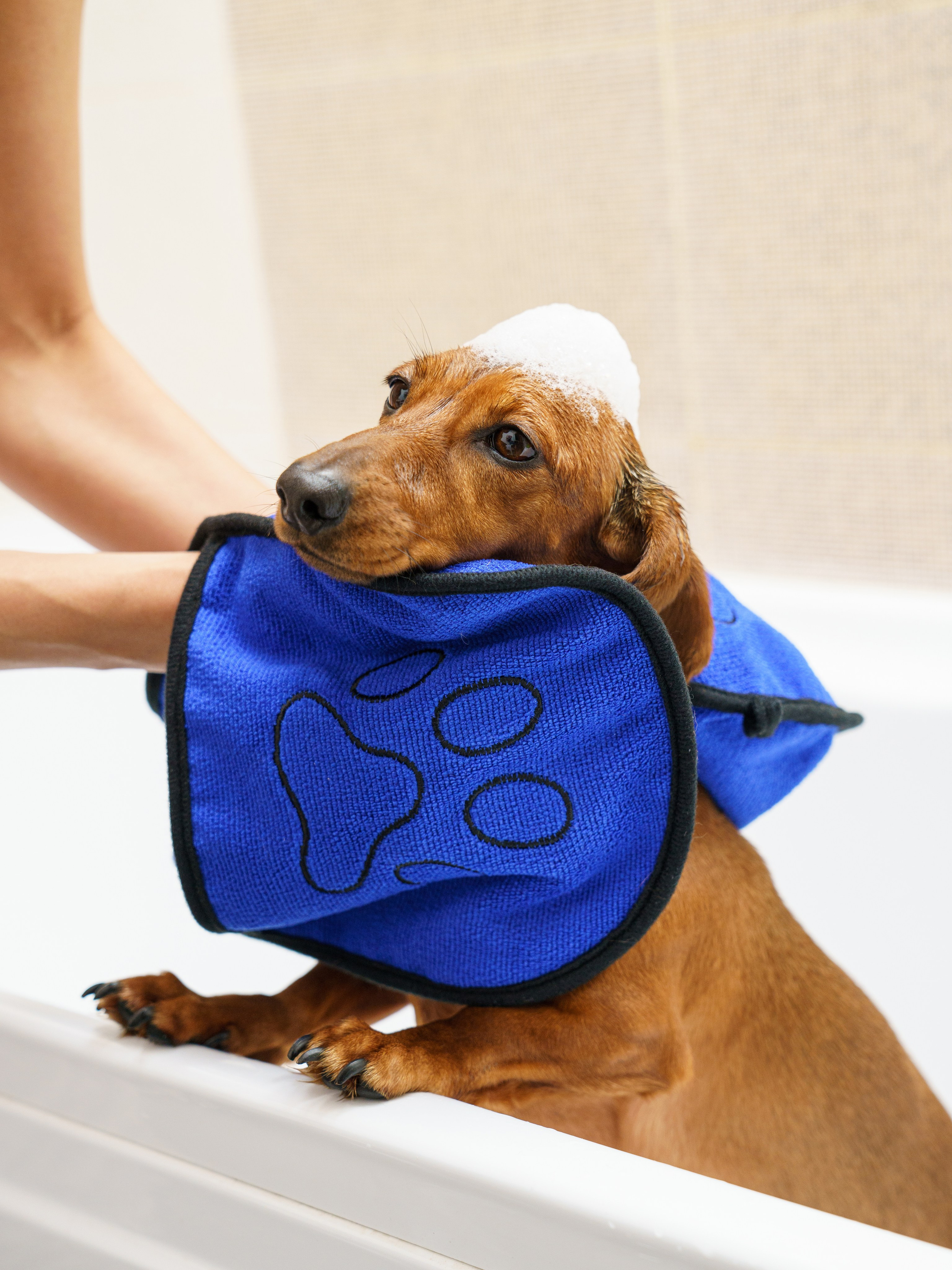 Съемки с животными. КЕД Студия-контент агентство полного цикла СПБ. Создаём фото, видео и контент, который помогает брендам и селлерам продавать больше