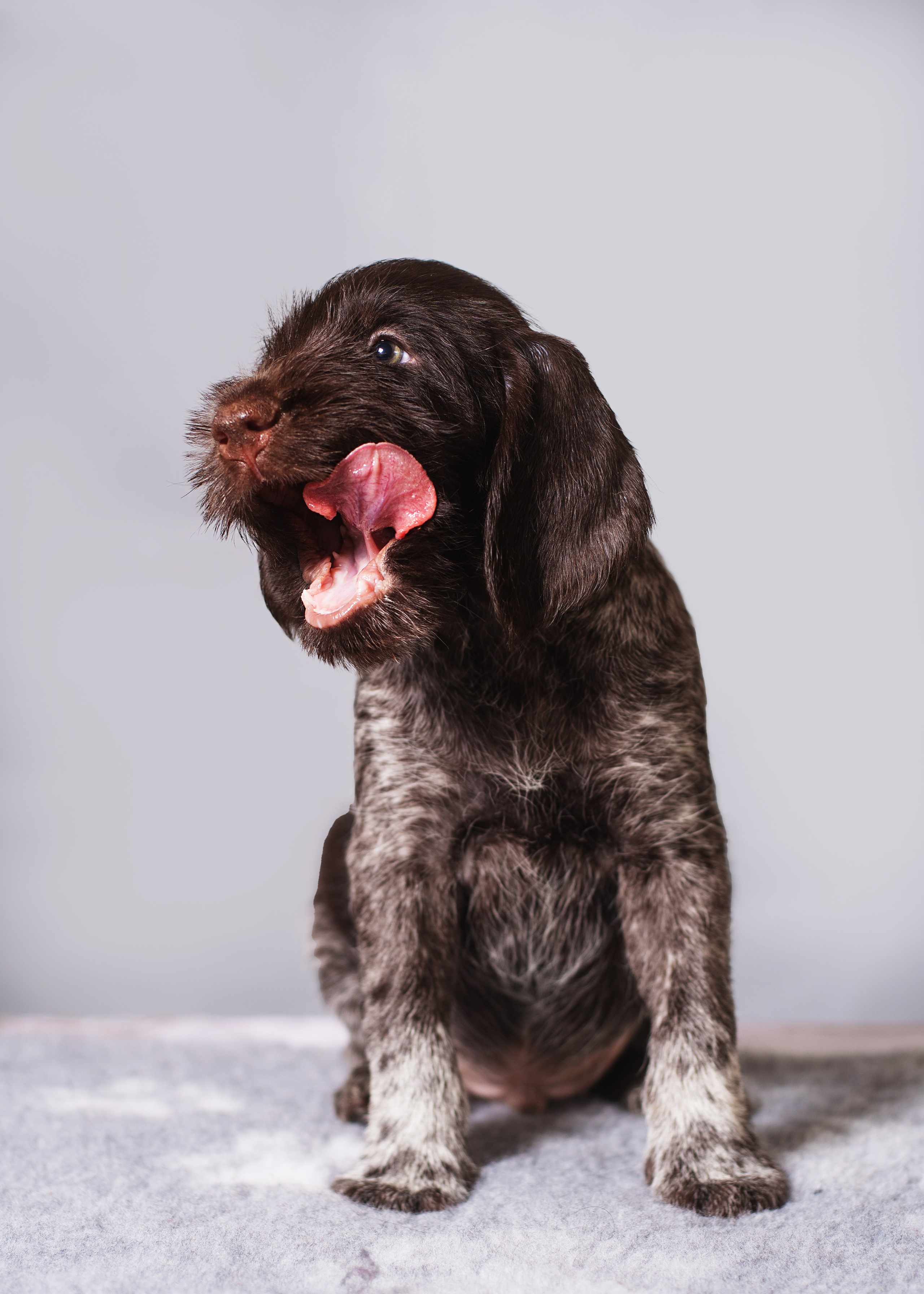 Дратхаарята. Дог-фотограф в Тюмени Александра Королева