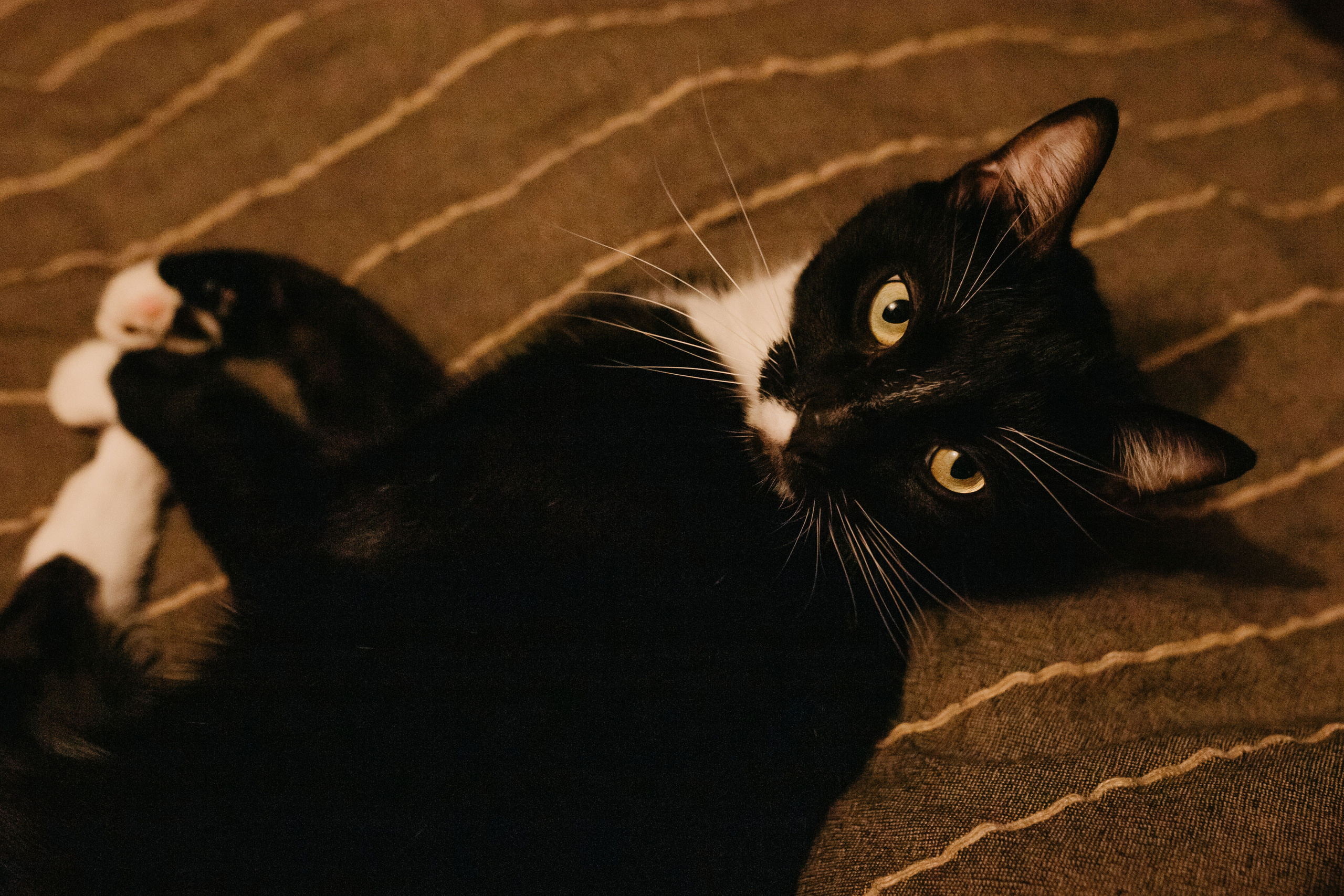 Домашний «Хоба». Свадебный и семейный фотограф в Санкт-Петербурге Игорь Бабенко