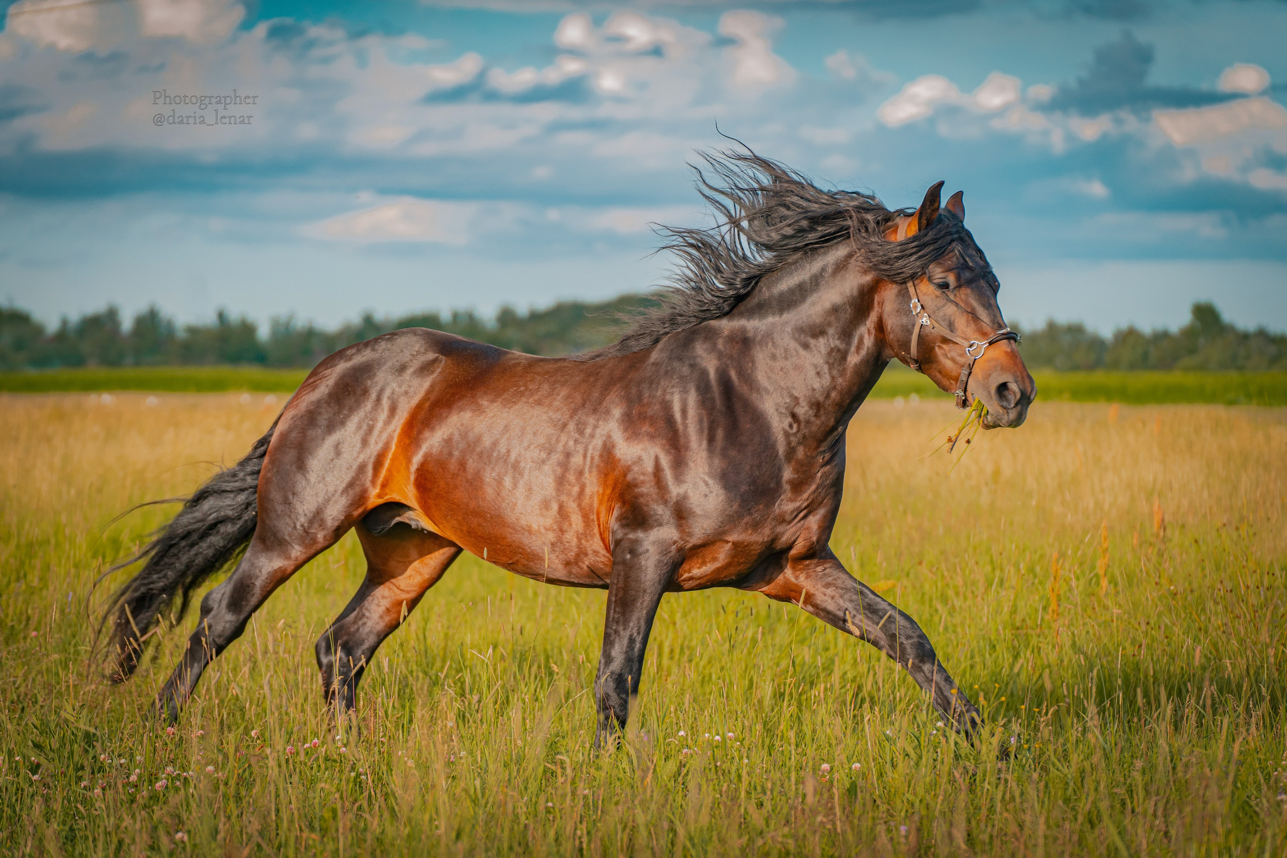 Елизавета и её конь Чеширский кот. Фотограф в Москве Ленарская Дарья