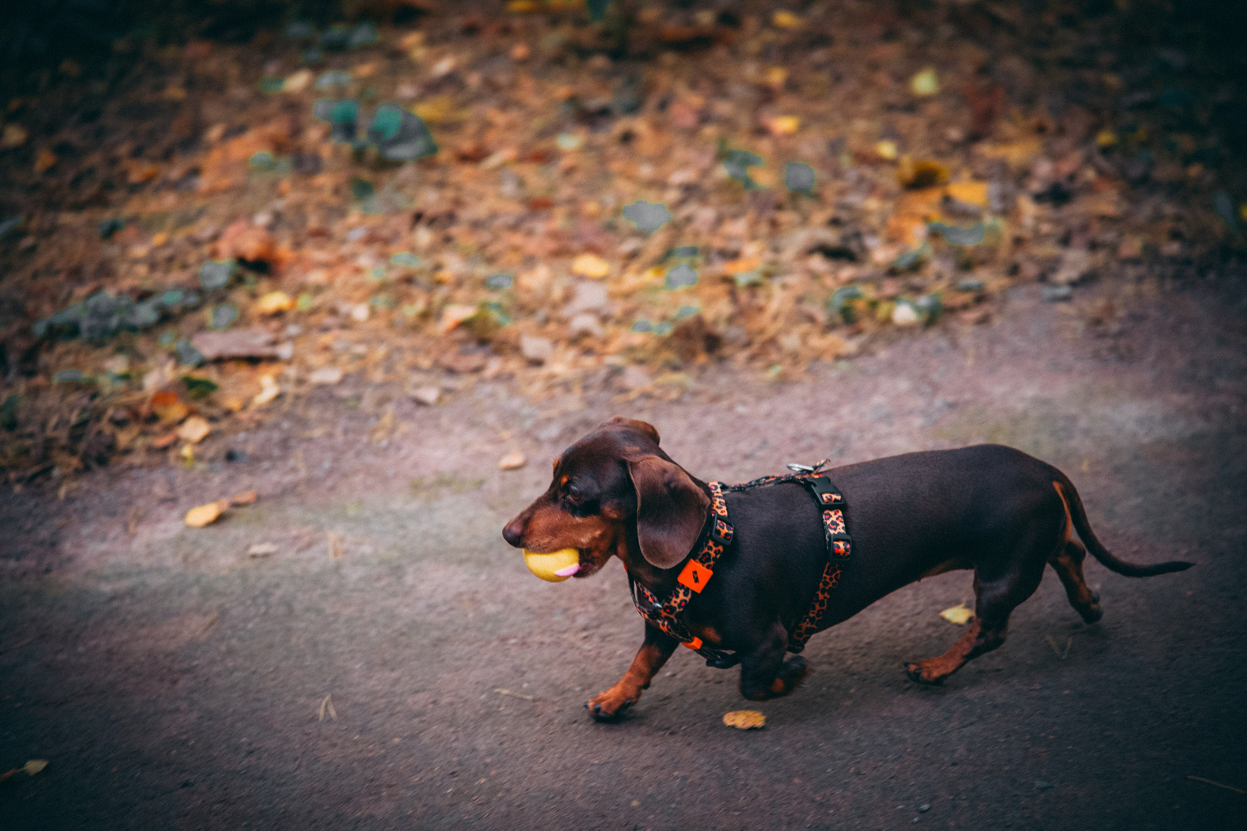 Осень 2025. Фотограф из Москвы — DASHA NOVA | Авторская фотография в разных жанрах