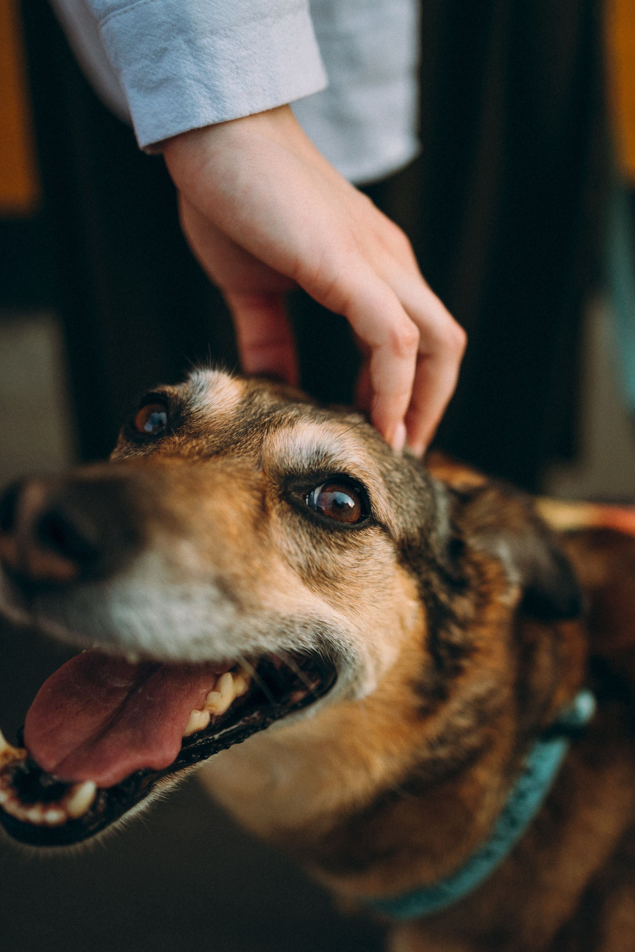 Глаша, Айрон, Ксюша и Оля. Фотограф анималист Анастасия Пикей