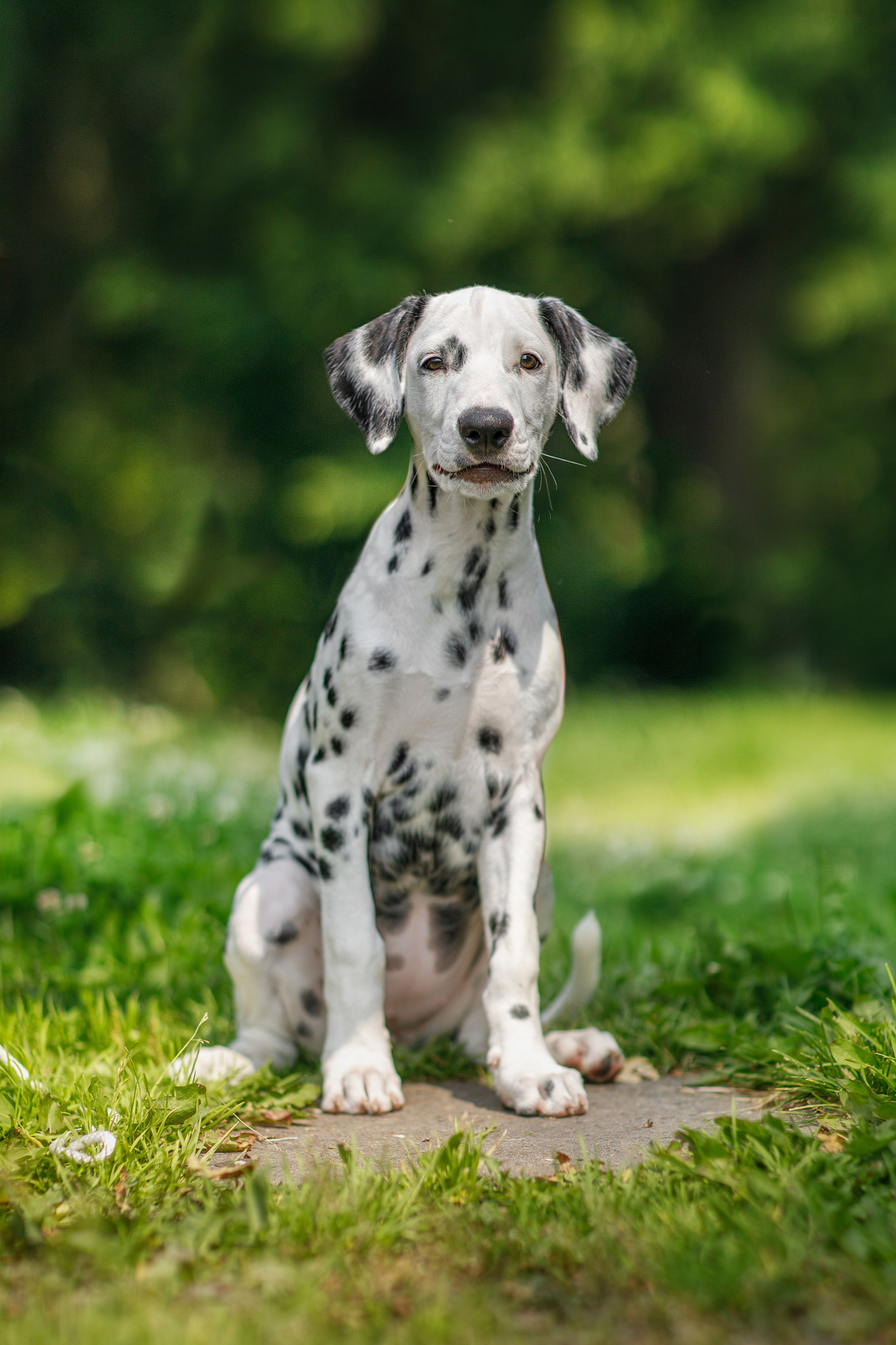 Фотосессия щенков. Фотограф для Вашей собаки