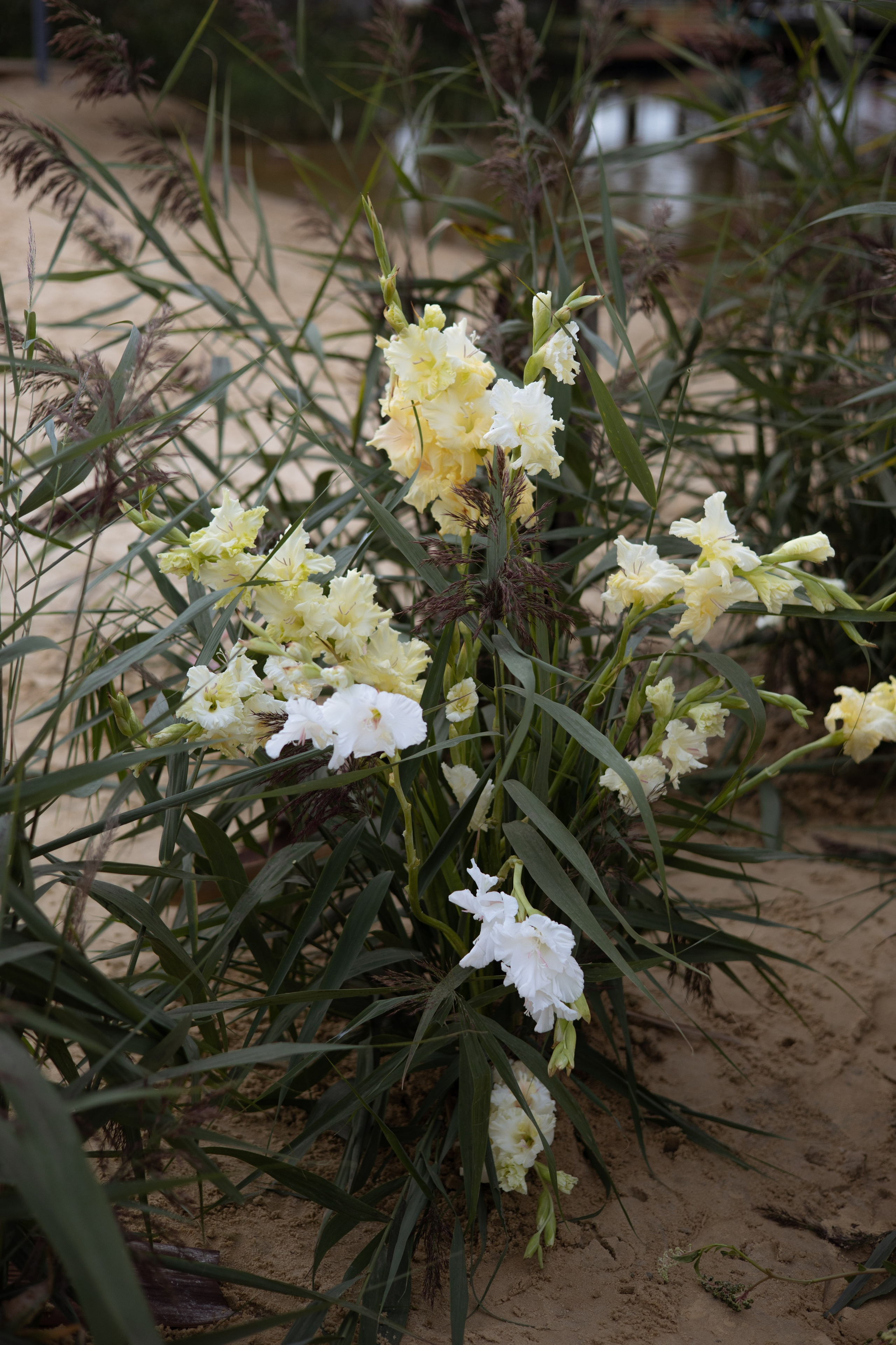 Пляж. Оформление свадеб, декор свадеб Вера Маркова, Москва
