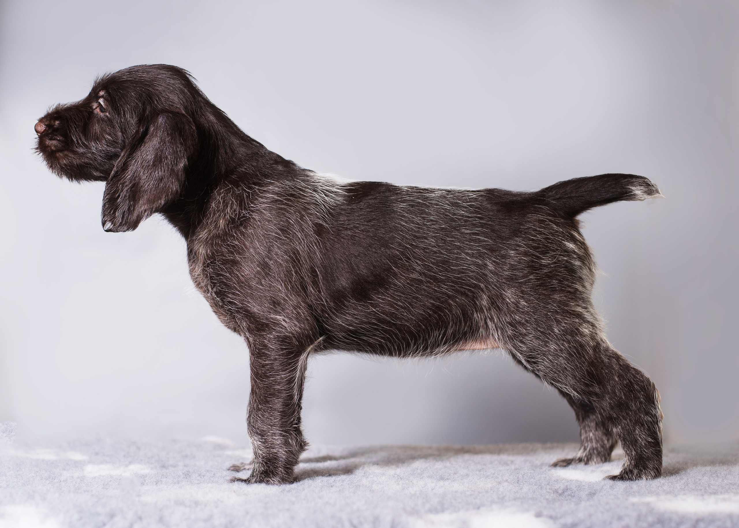 Дратхаарята. Дог-фотограф в Тюмени Александра Королева