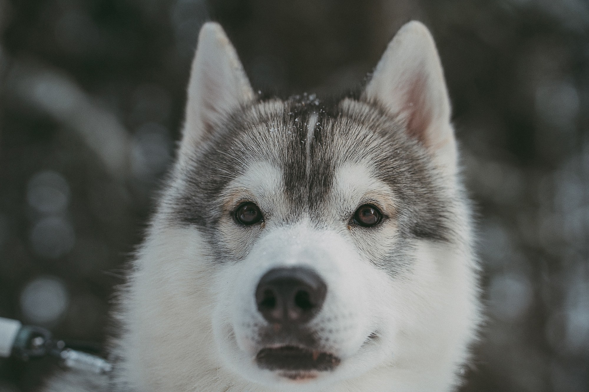 Полина, Уго и Пышка. Фотограф анималист в Москве и Санкт-Петербурге Свиридова Анна