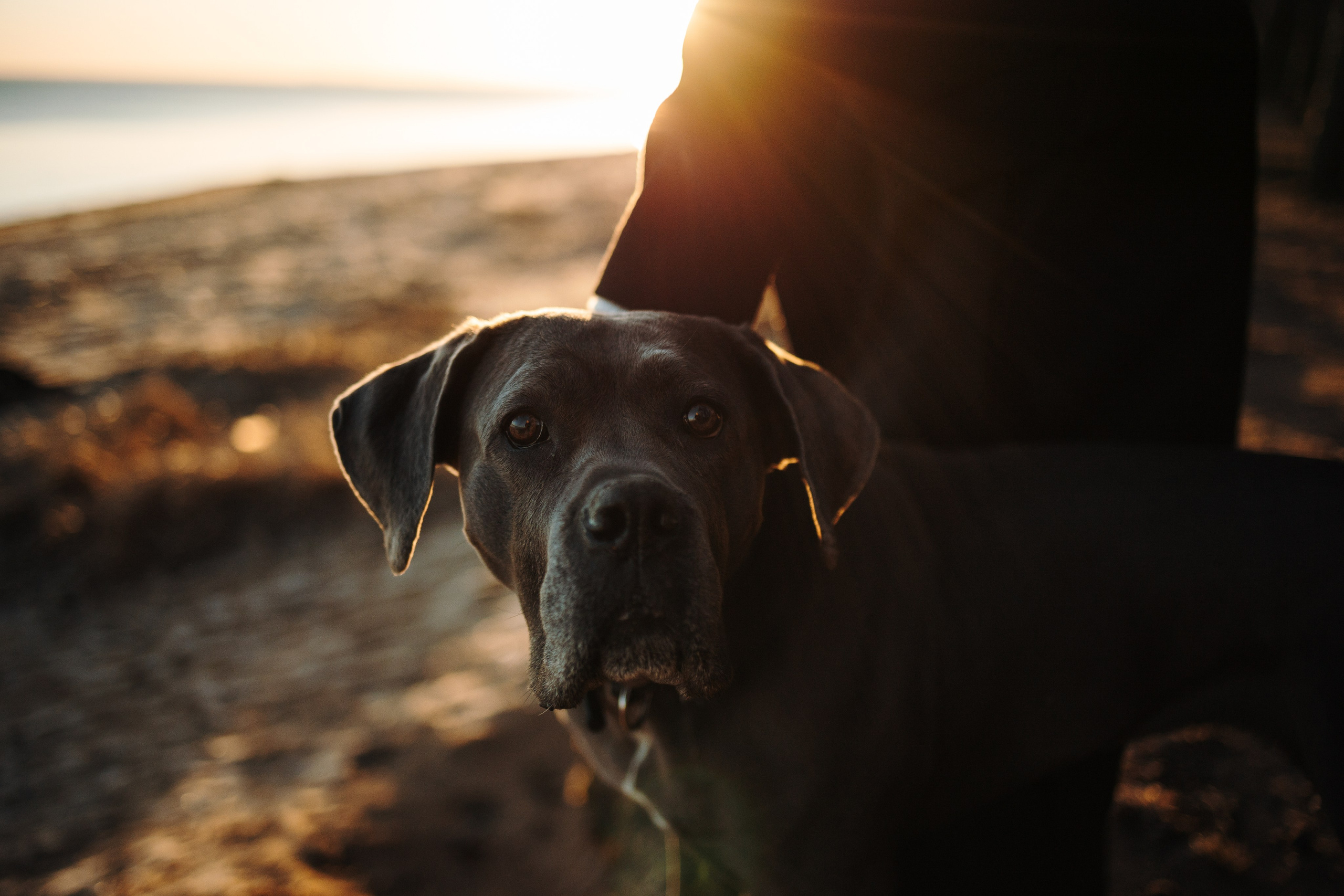 Анна и Лана. Фотограф — Анималист | Санкт-Петербург