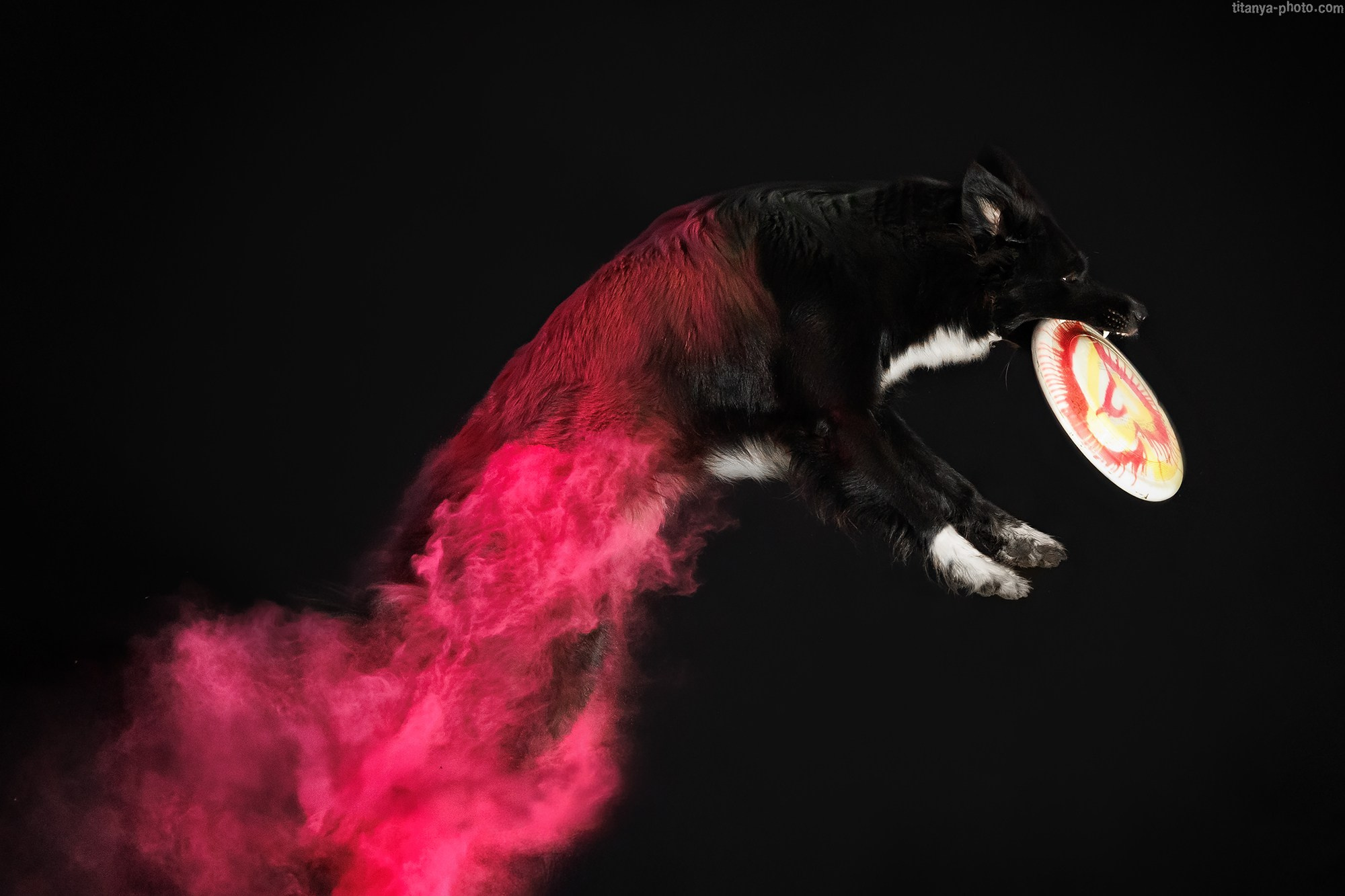 Бордер-колли Баса и краски холи. Фотограф собак, фотограф-анималист Аня Титова (Titanya). Москва