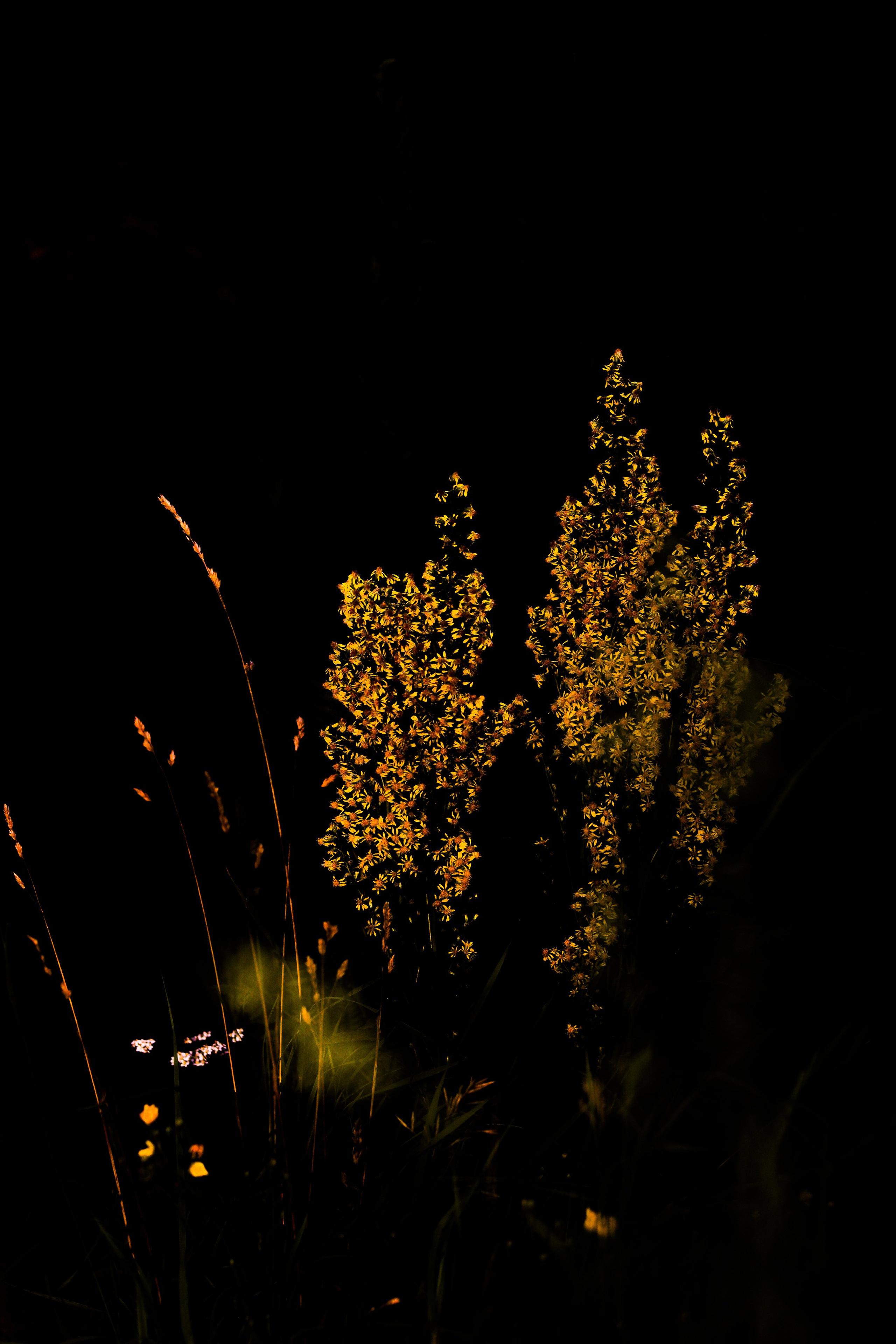 Природа &. Фотохудожник в СПб