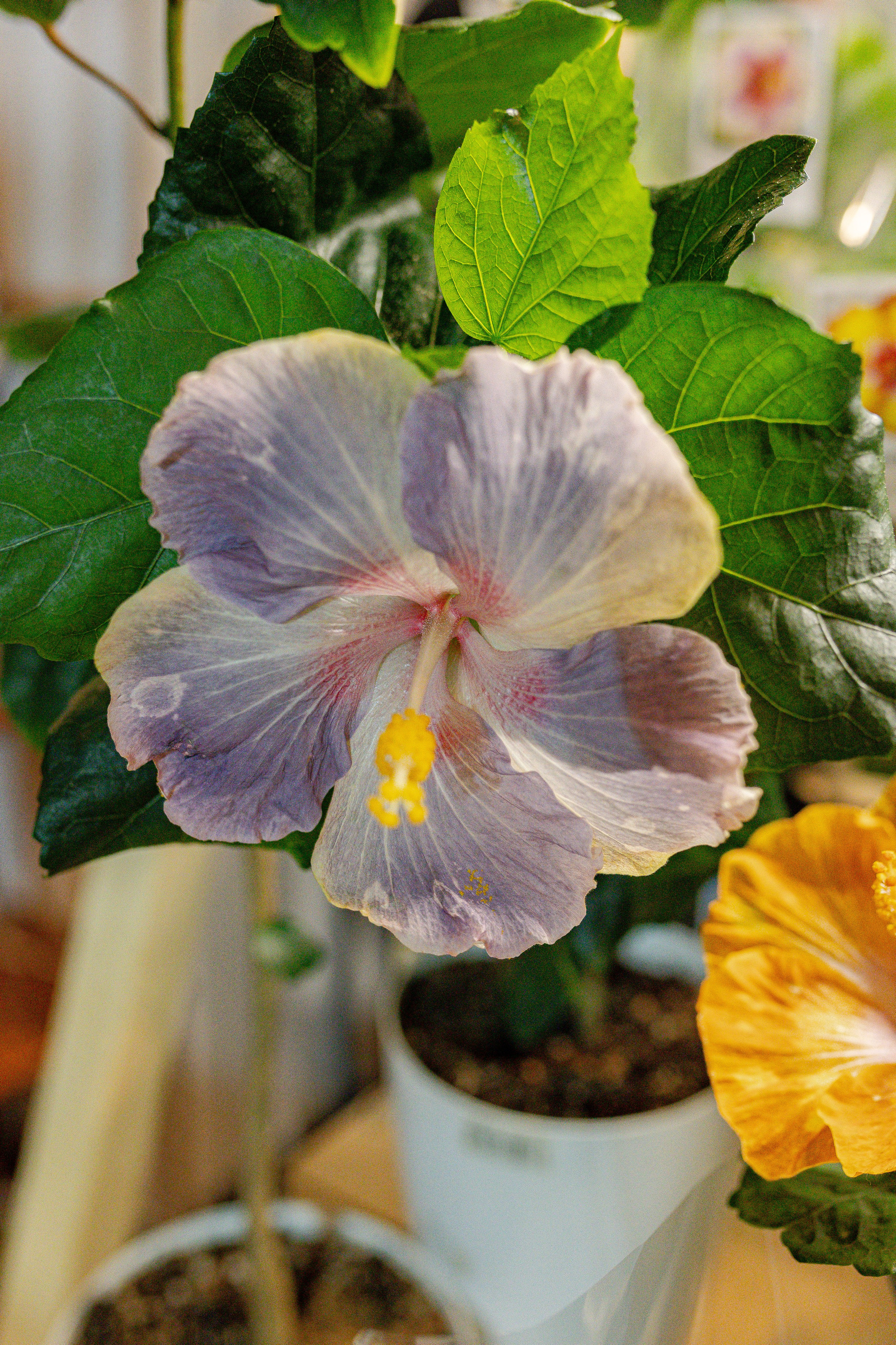 Growbox 1–2 марта. Александра Куликова фотограф, Москва