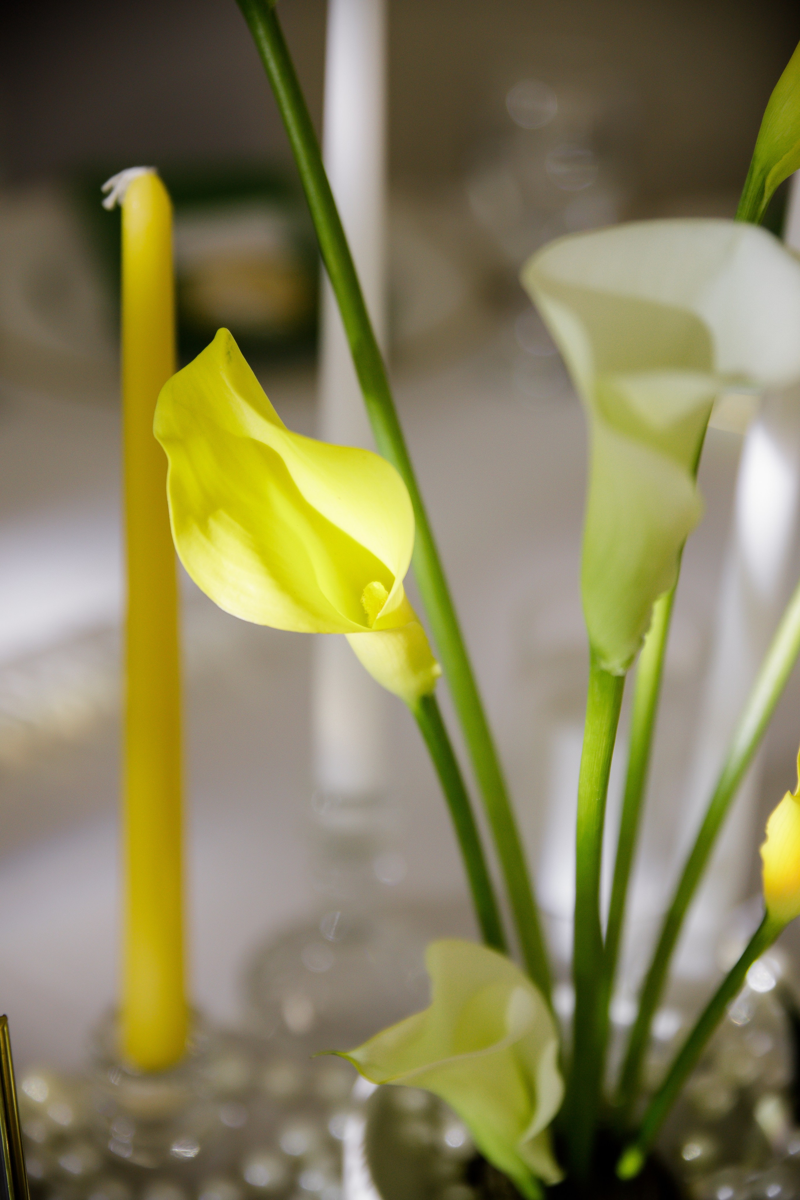 Маргарита и Денис. Фотограф в Полоцке Новополоцк Минск
