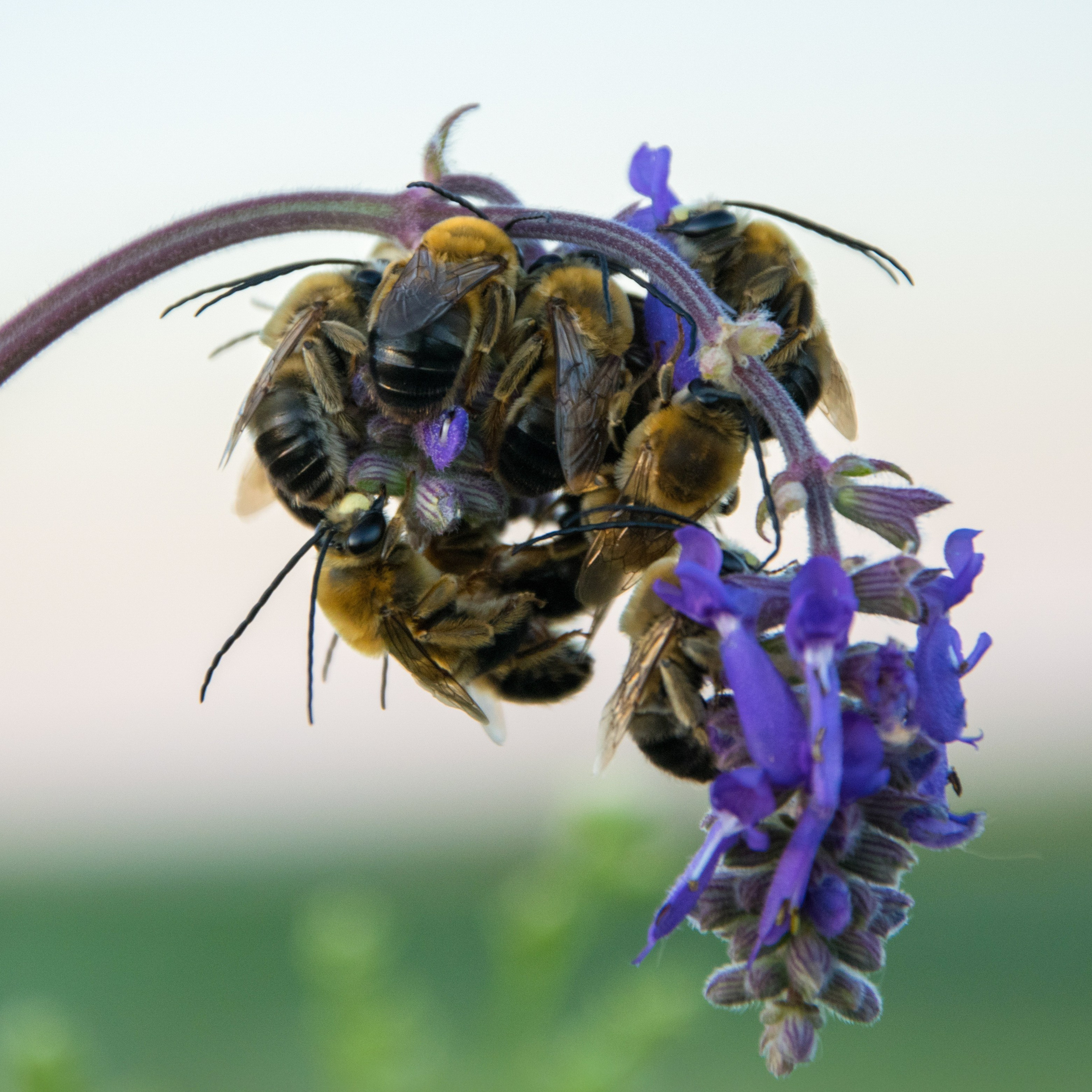Насекомые. Фотограф Вадим Хмурковский