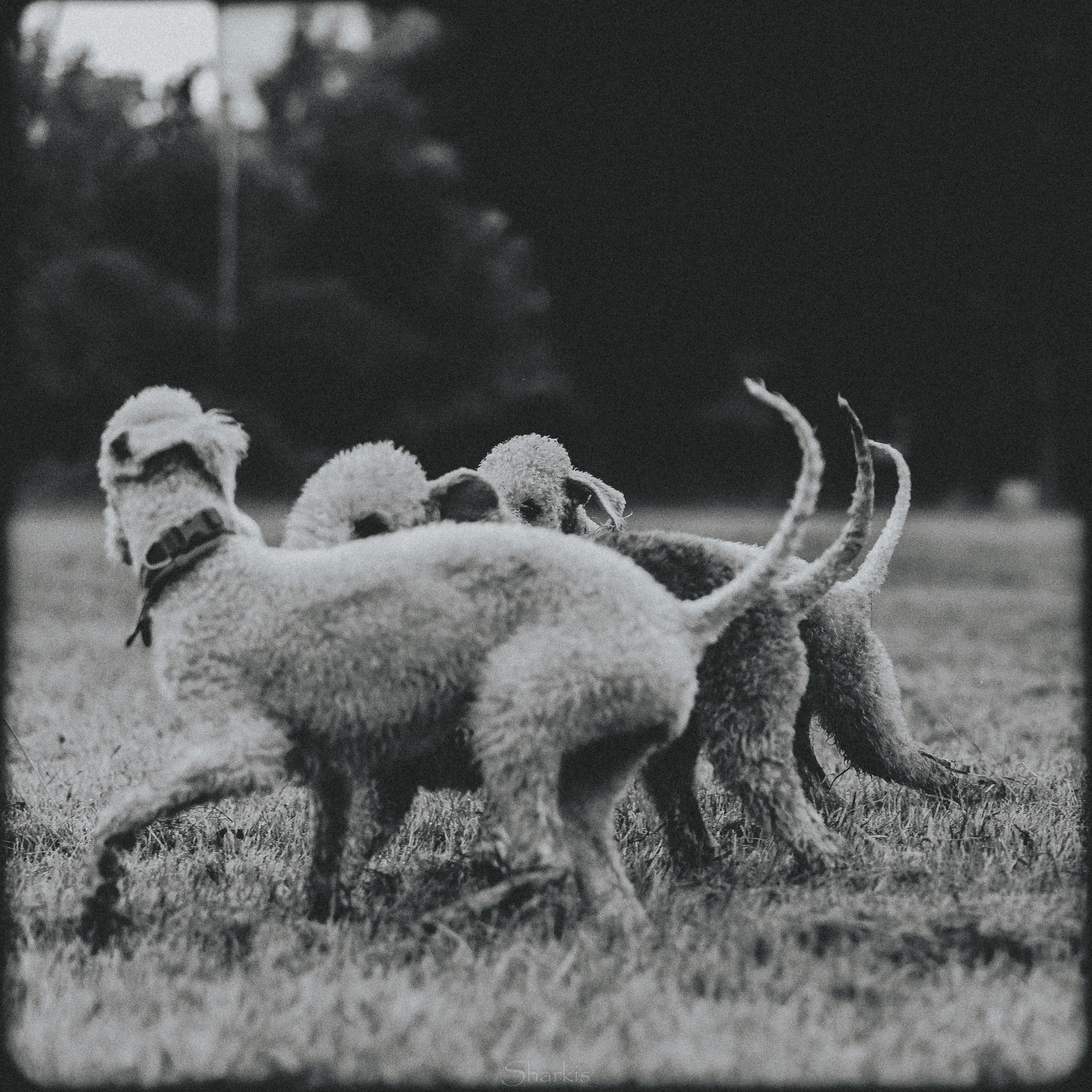 Хиппи, Ваня, Ведьма, Луна, Корица. Фотограф Елизавета Филатова