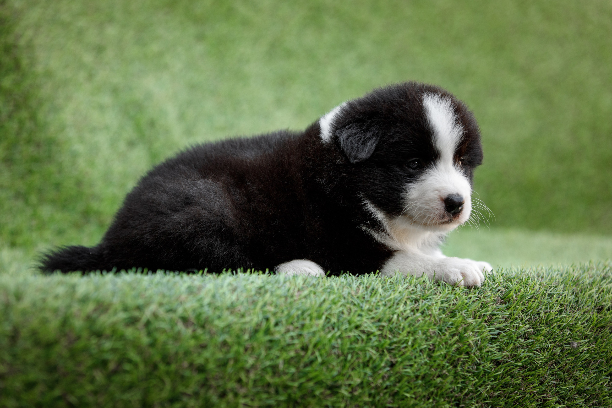 Смешарики. О нас