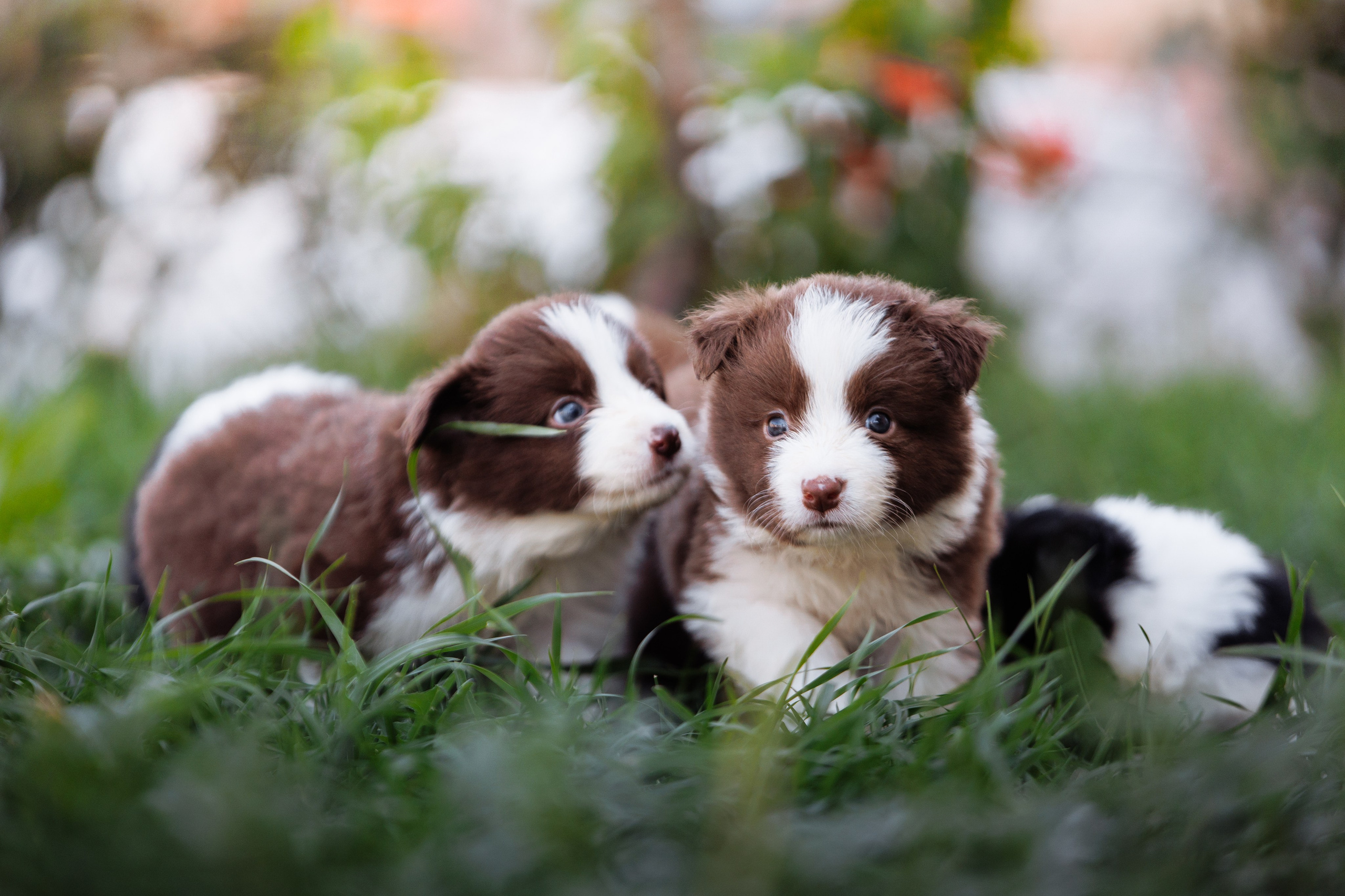 МММ — маленькое мягкое милое. О нас