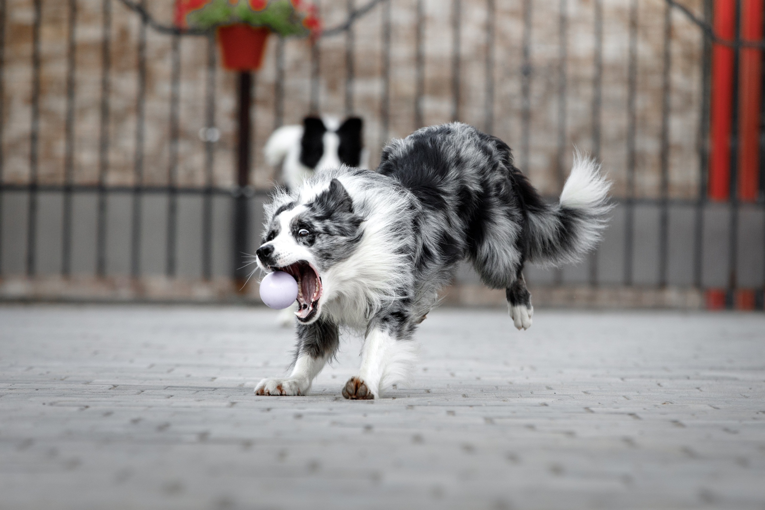 Болтовня в саду. О нас