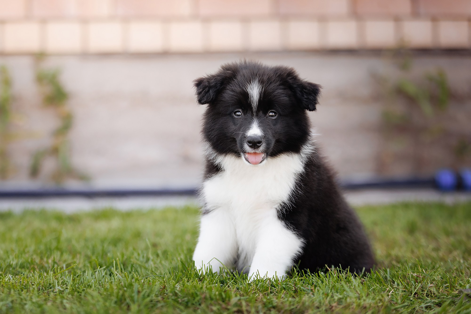 Трава у дома. О нас