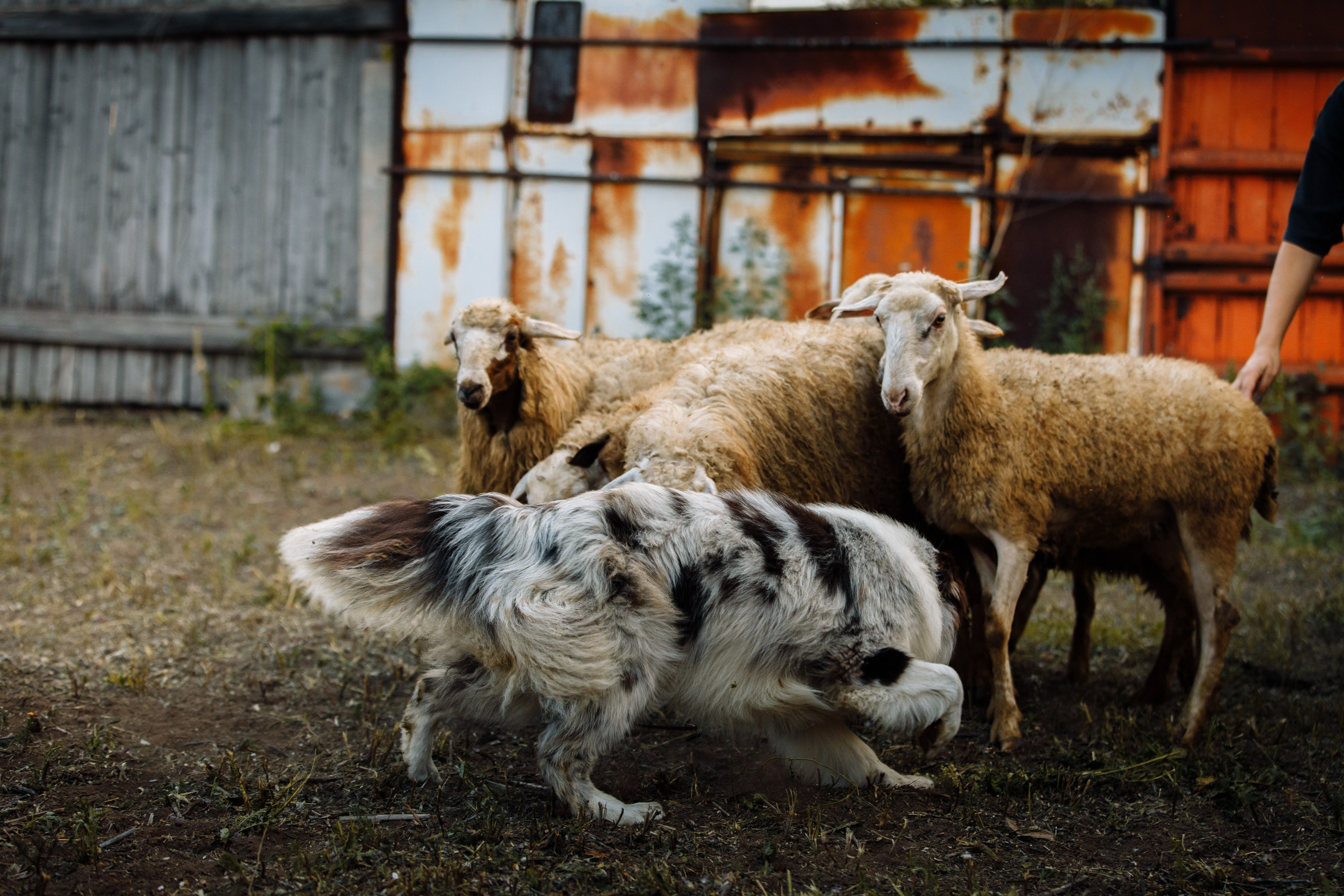 Овечий день. О нас
