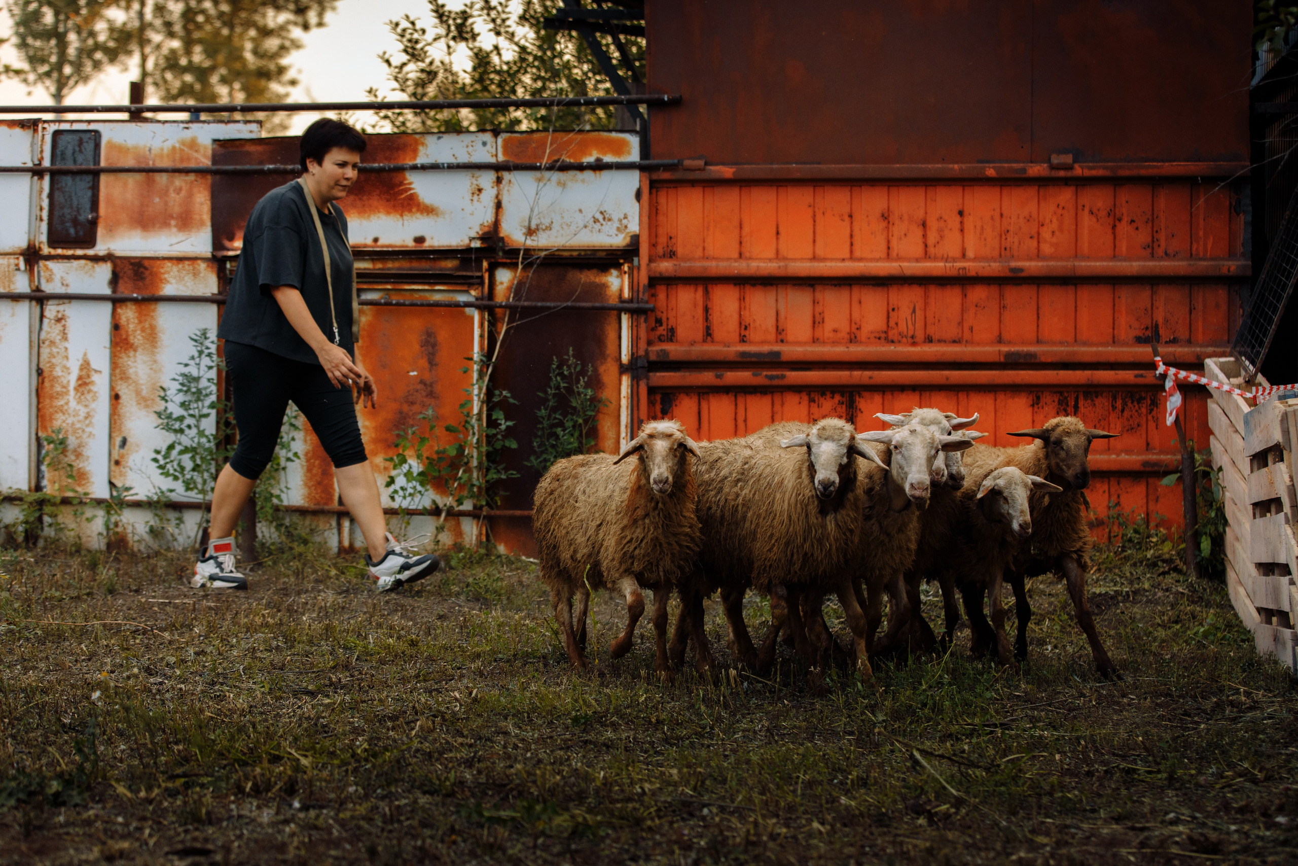 Овечий день. О нас