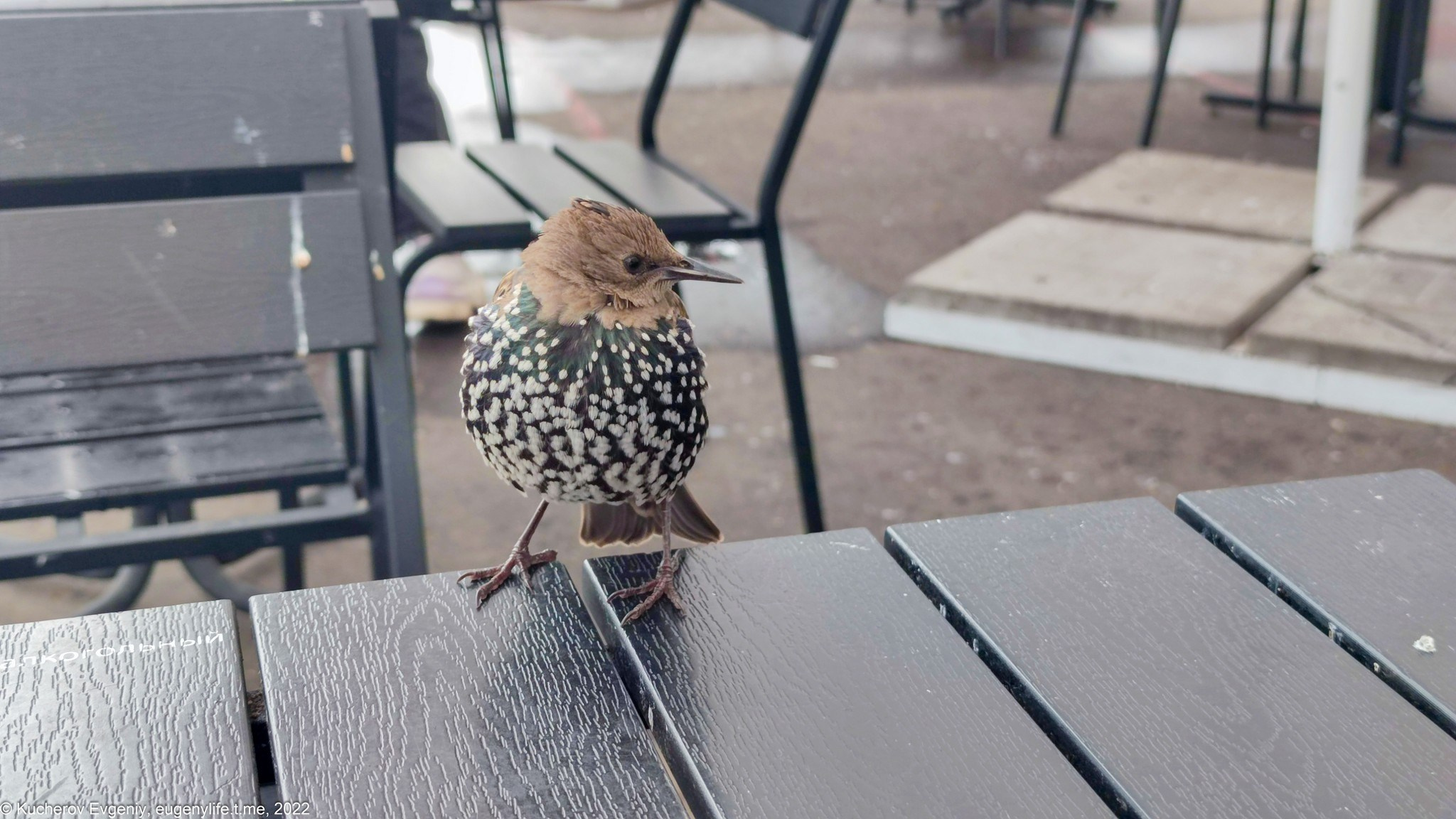 Скворцы. Кучеров Евгений. Фотограф