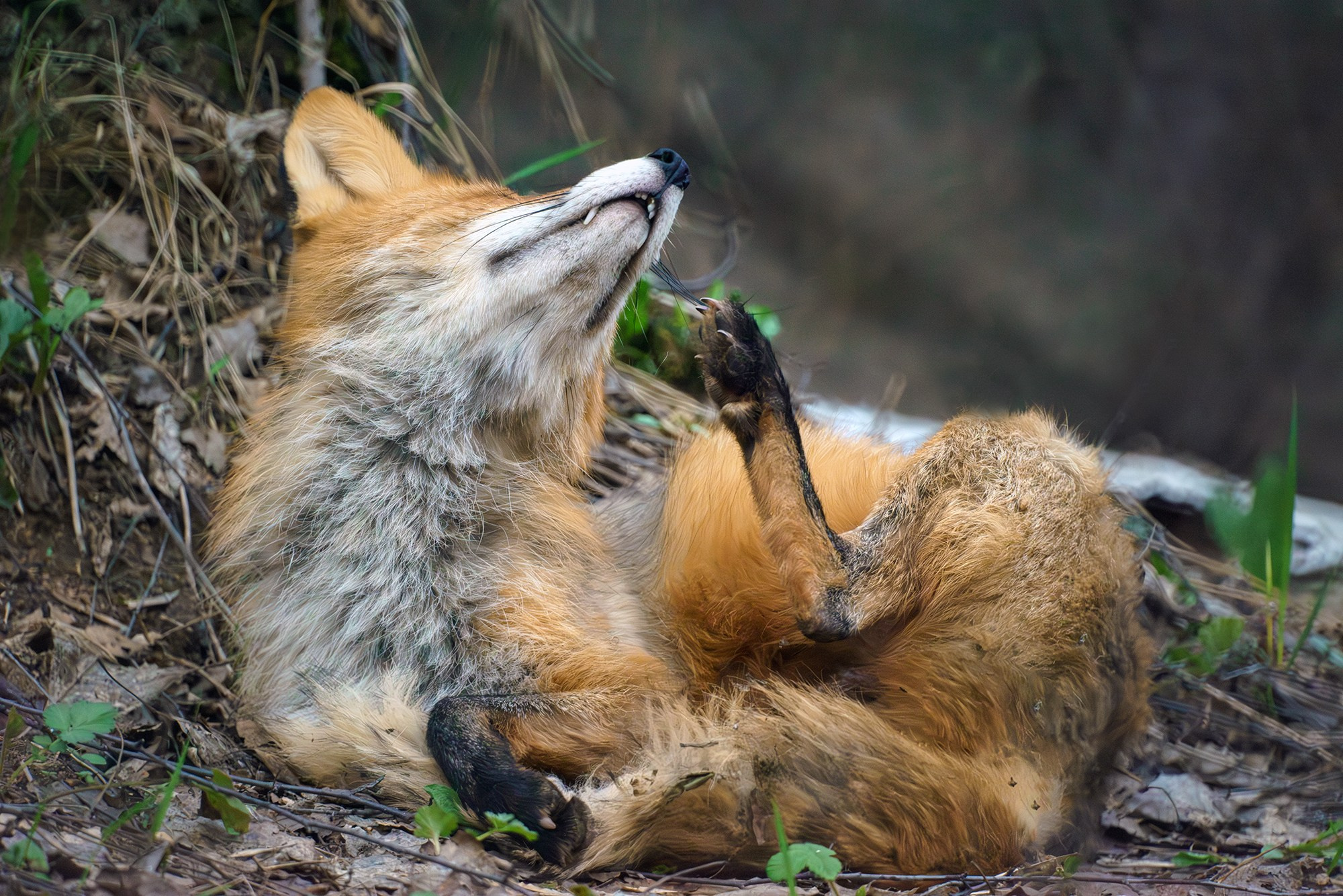 Животные. Ваш личный фотограф Марина Волкова