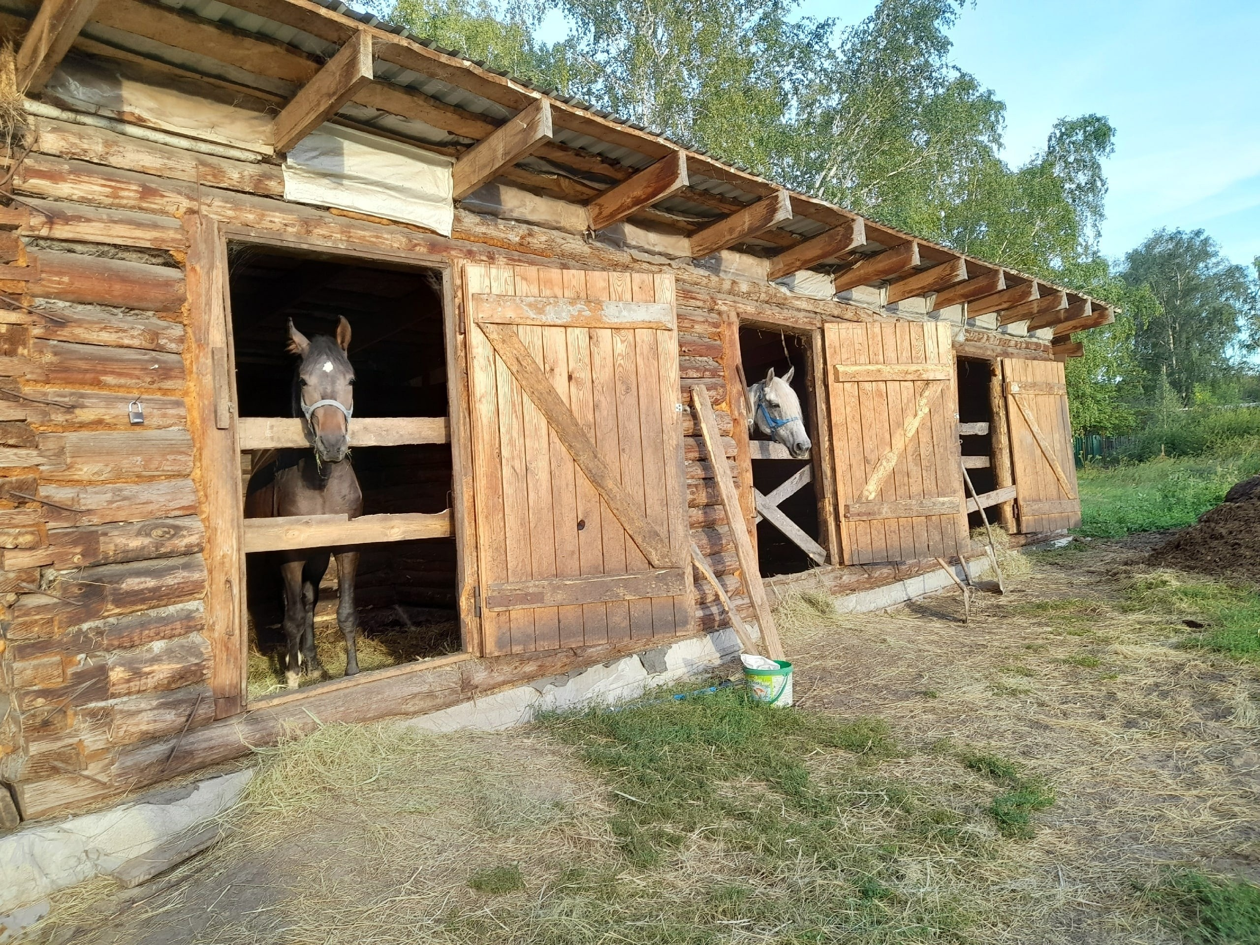 Фото наших лошадок. Конные прогулки в клубе «Анкор» — Омск
