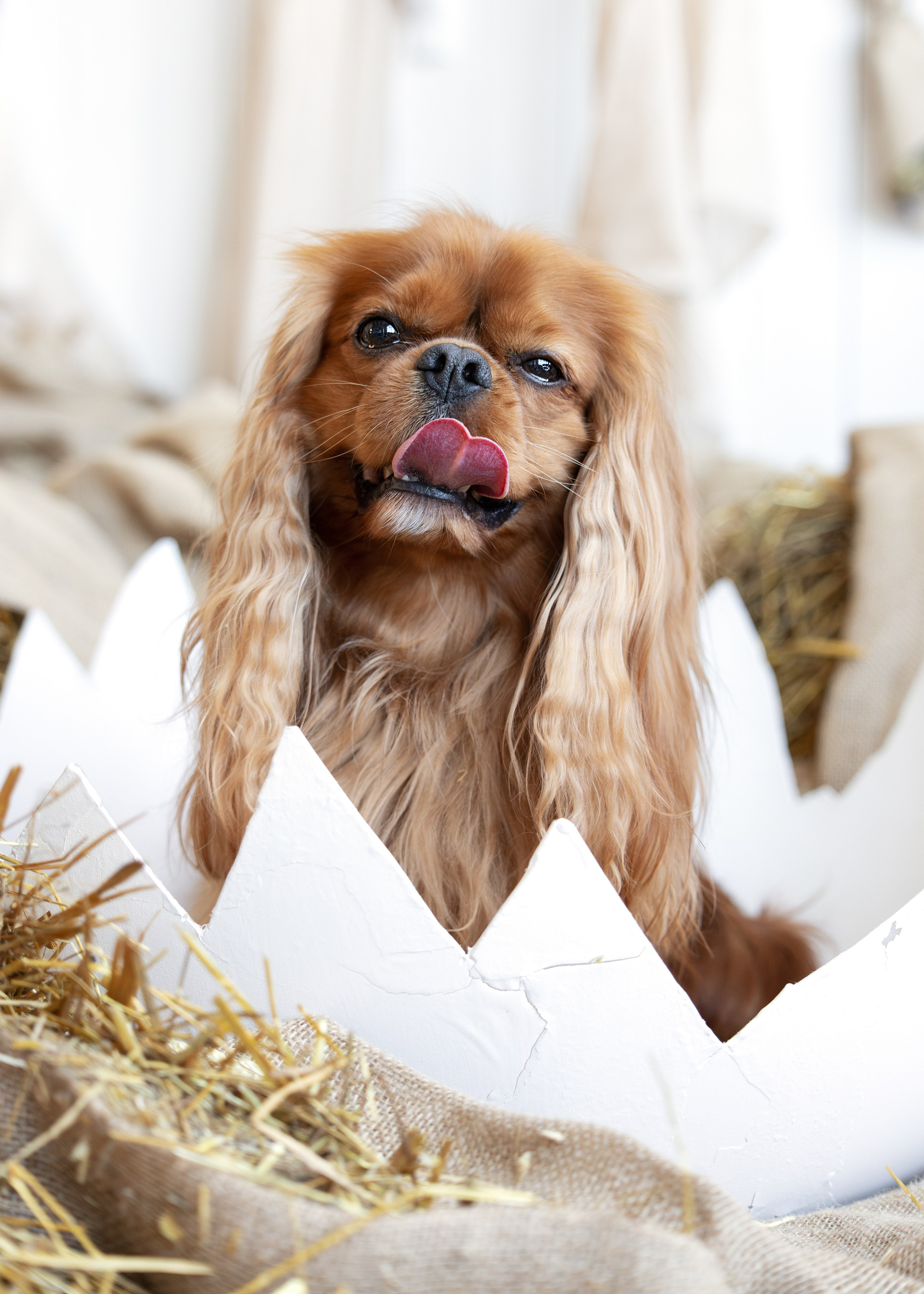 Анималистика. Портретная и семейная съемка. Фотограф анималист