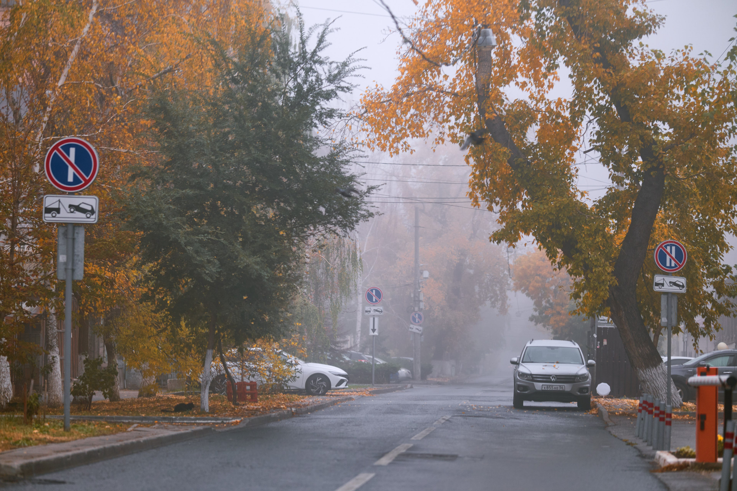Линия деревьев вдоль дороги исчезает в густом тумане, подчёркивая глубину и мягкость пейзажа