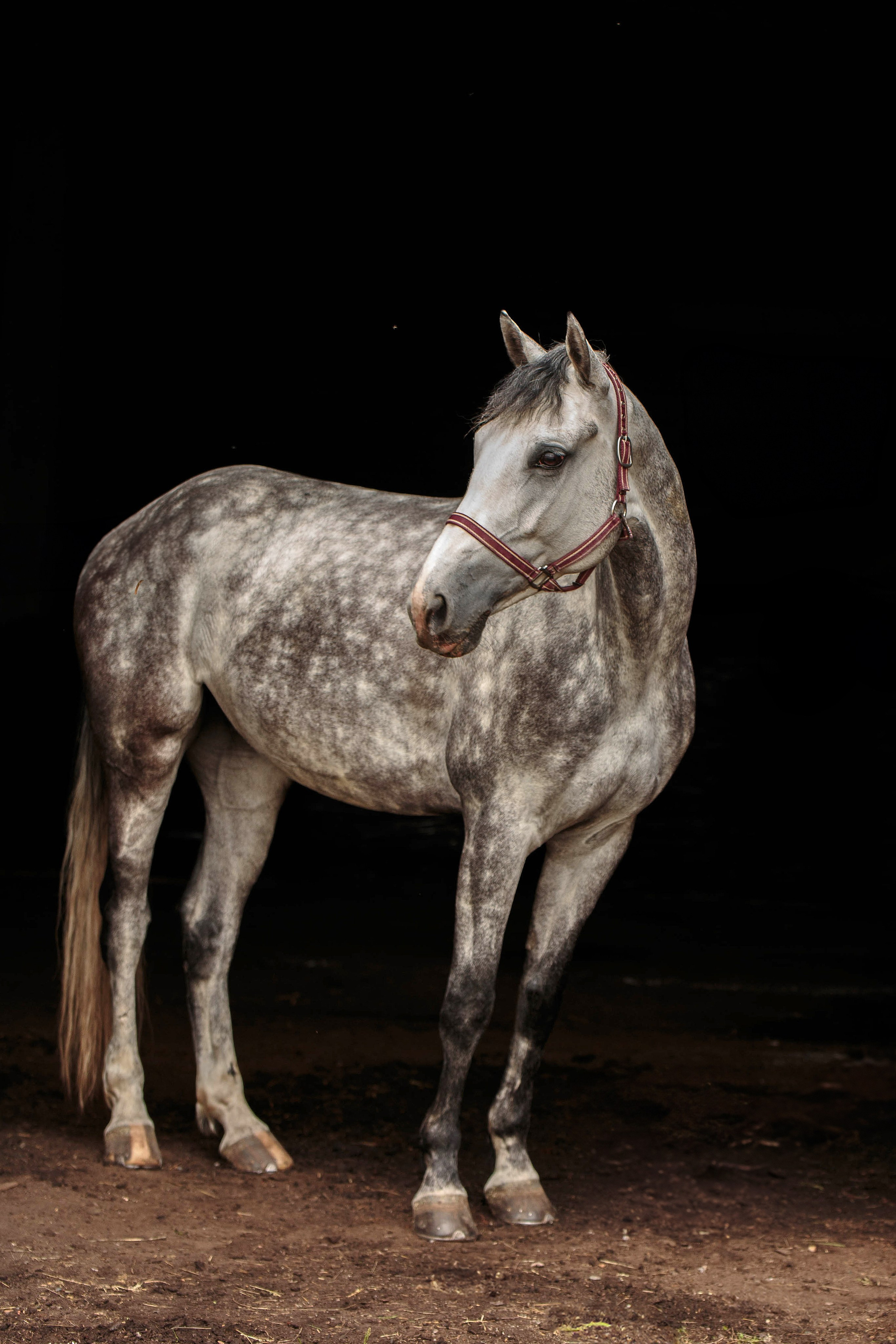 СЪЕМКА ЛОШАДЕЙ. Конный фотограф в Красноярске — Любовь Похабова