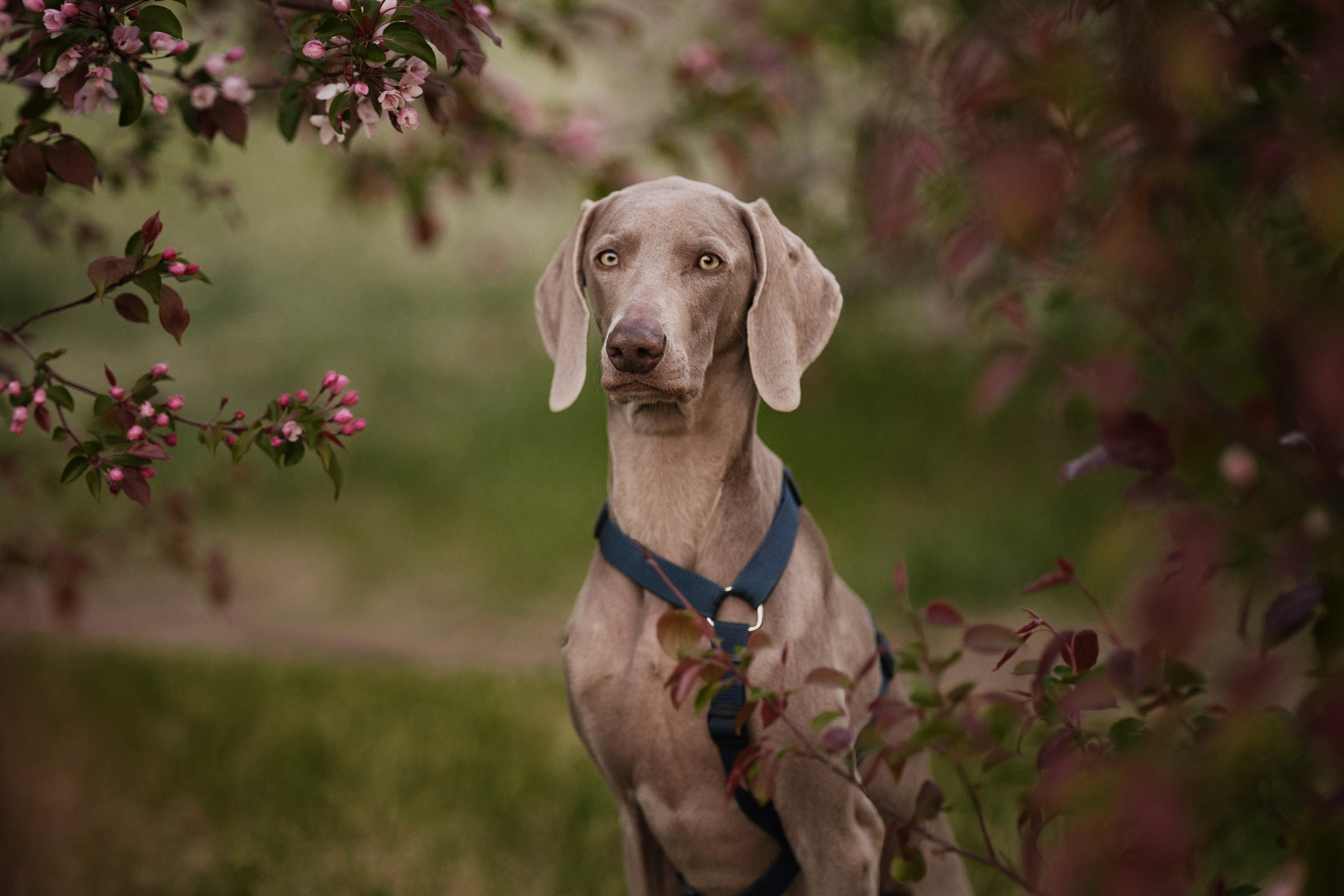 Даша и ее семья. Kameramotor74