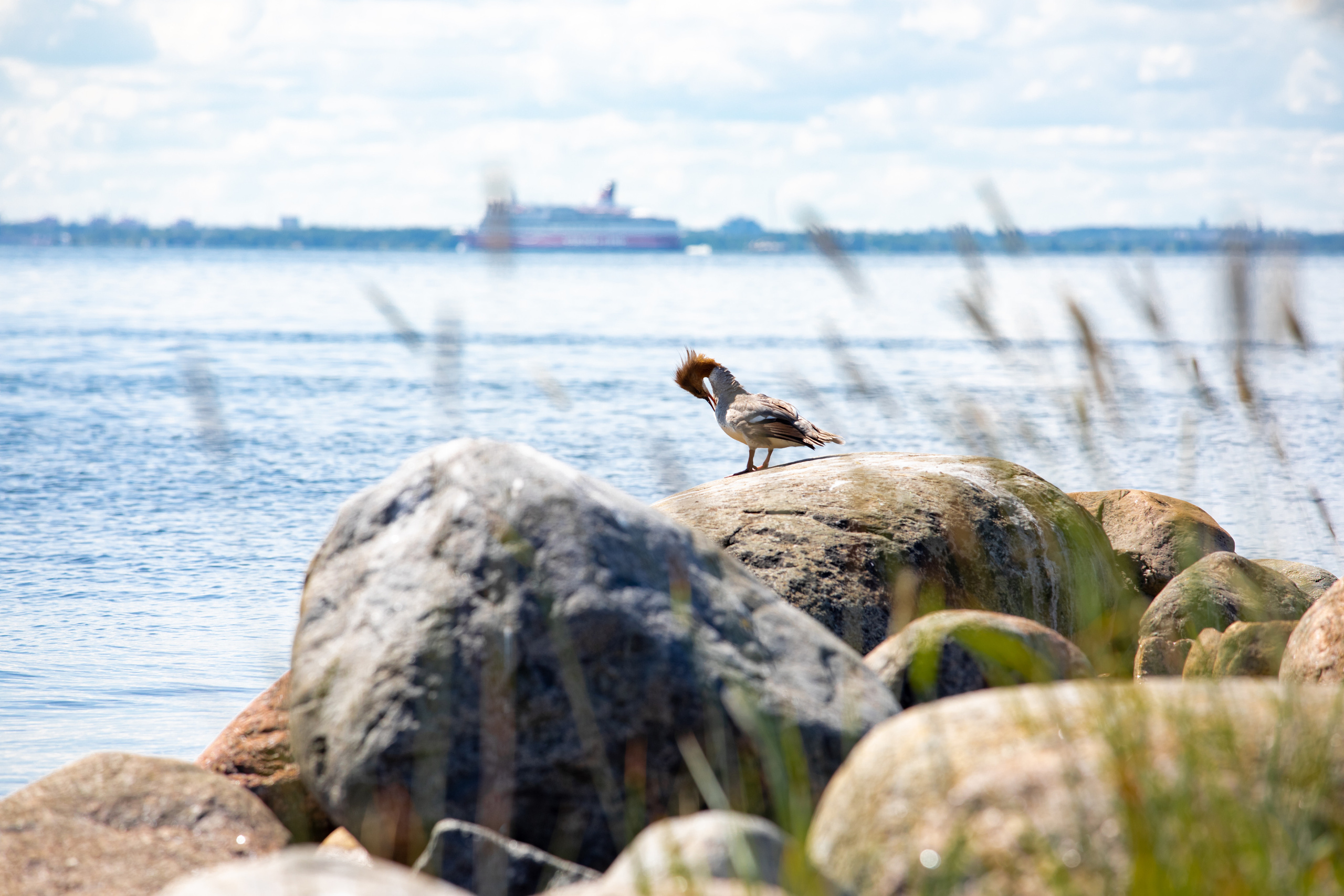 Birds & Animals. Воройская Анна