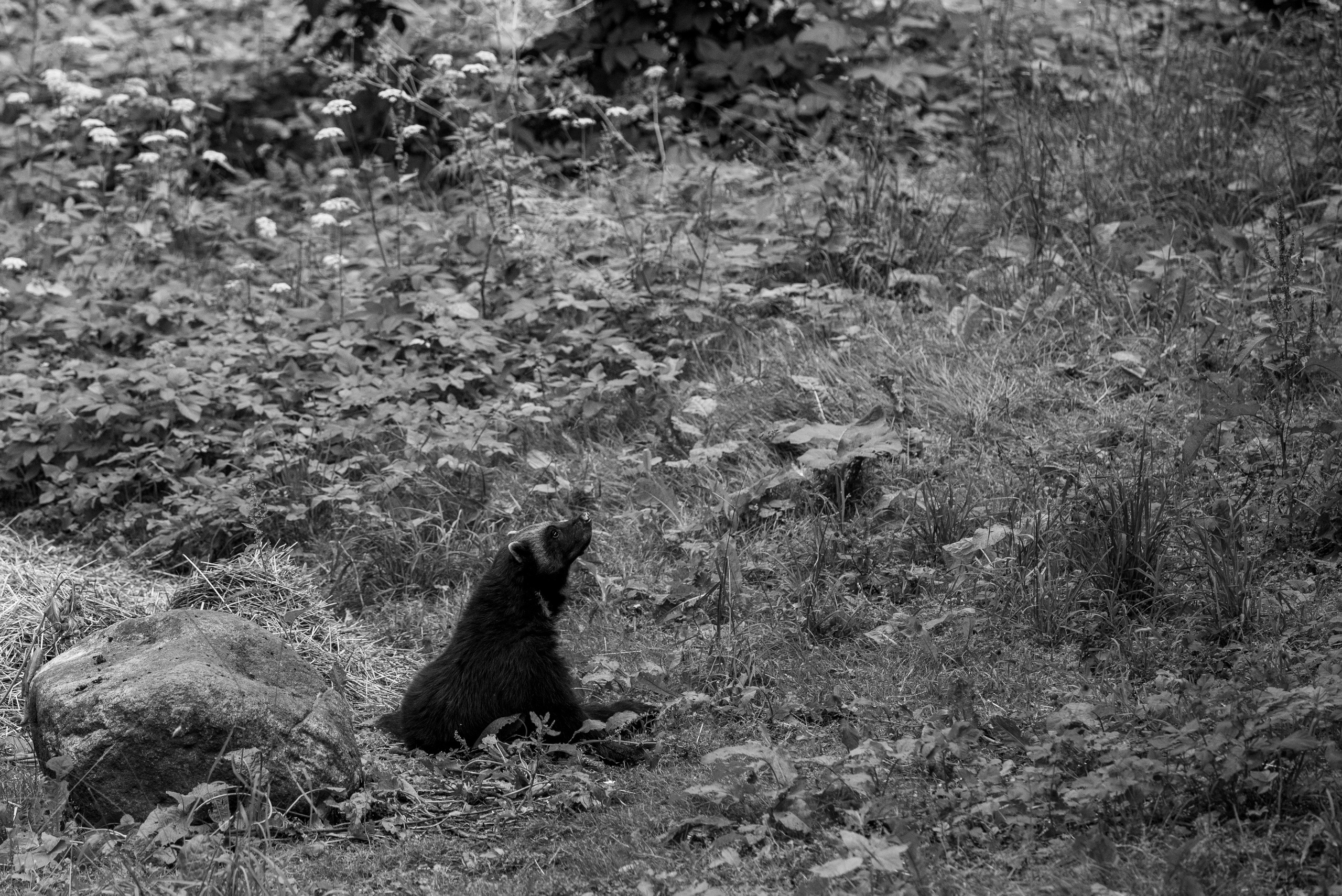 Birds & Animals. Воройская Анна
