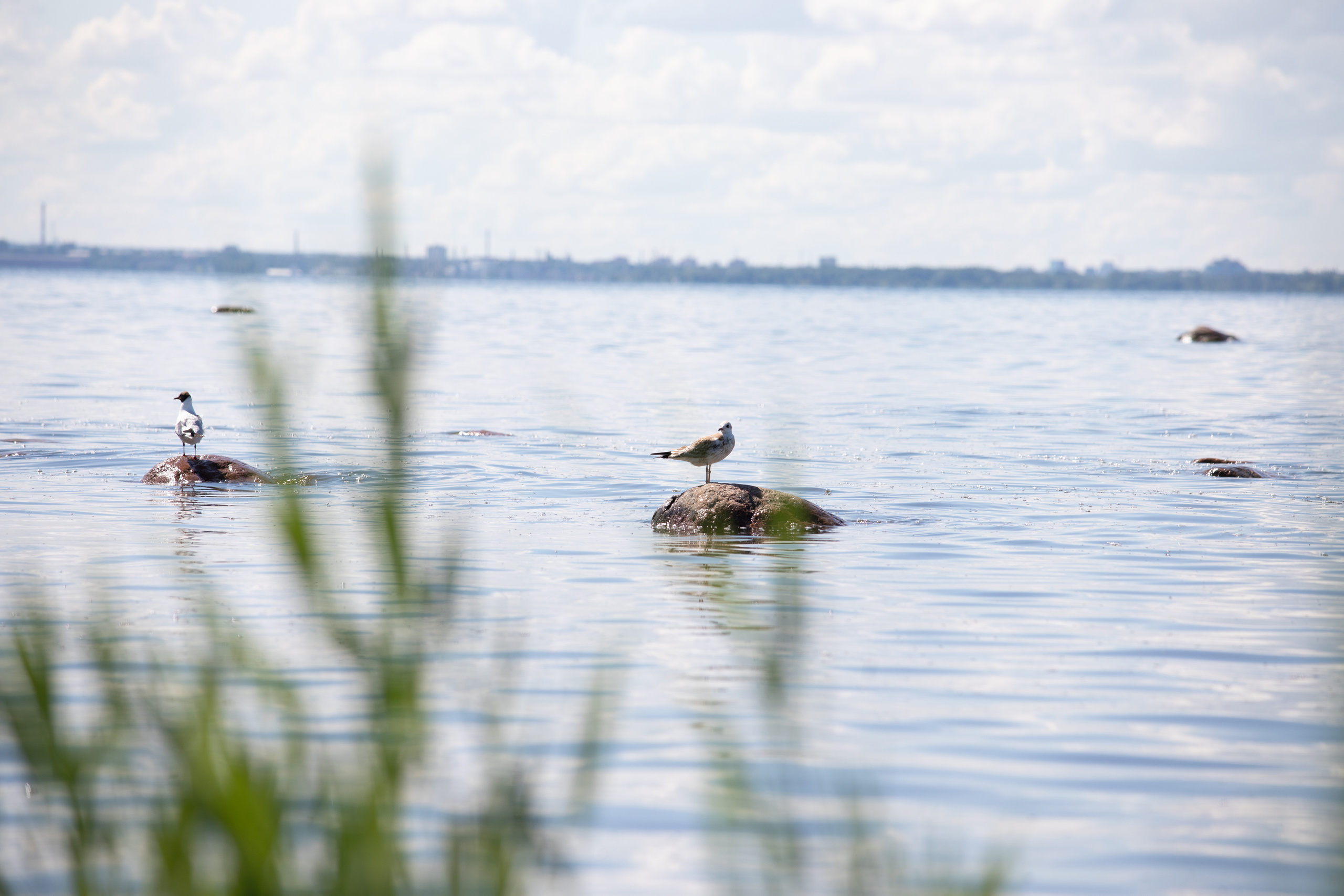 Birds & Animals. Воройская Анна