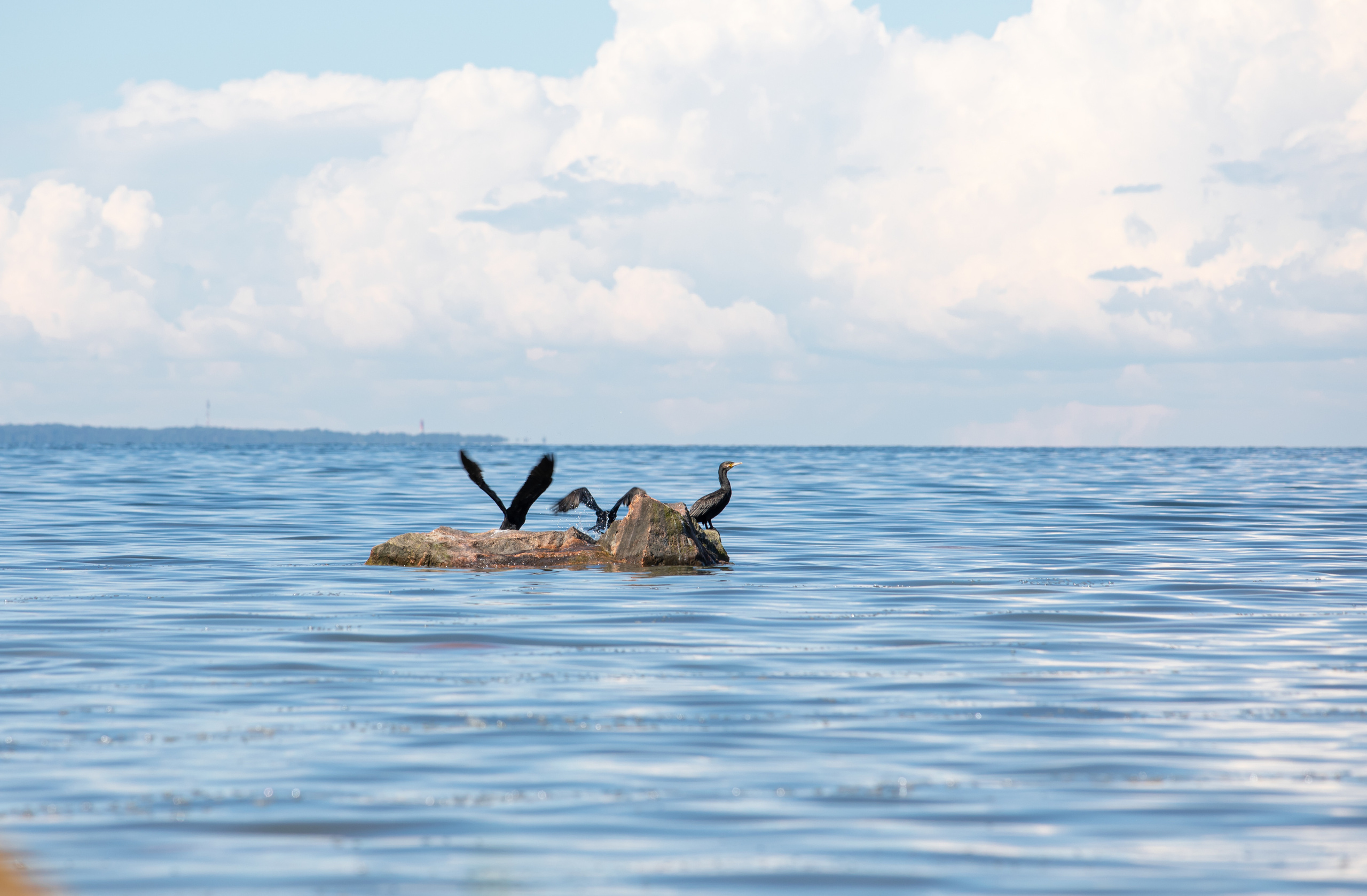 Birds & Animals. Воройская Анна