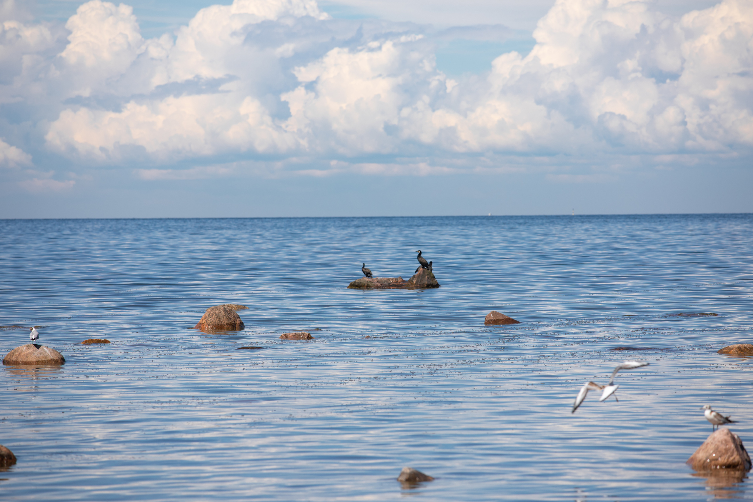Birds & Animals. Воройская Анна