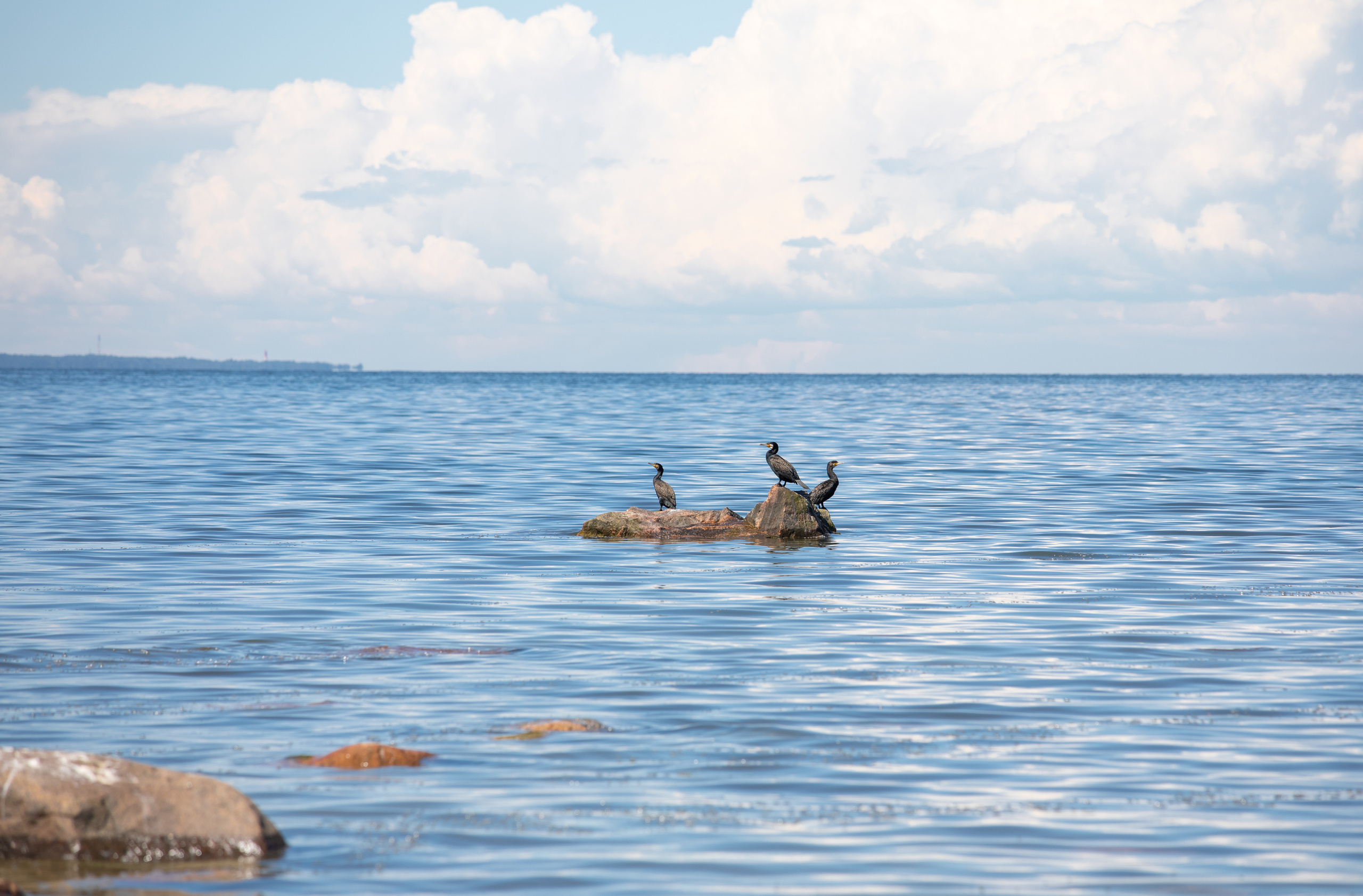Birds & Animals. Воройская Анна