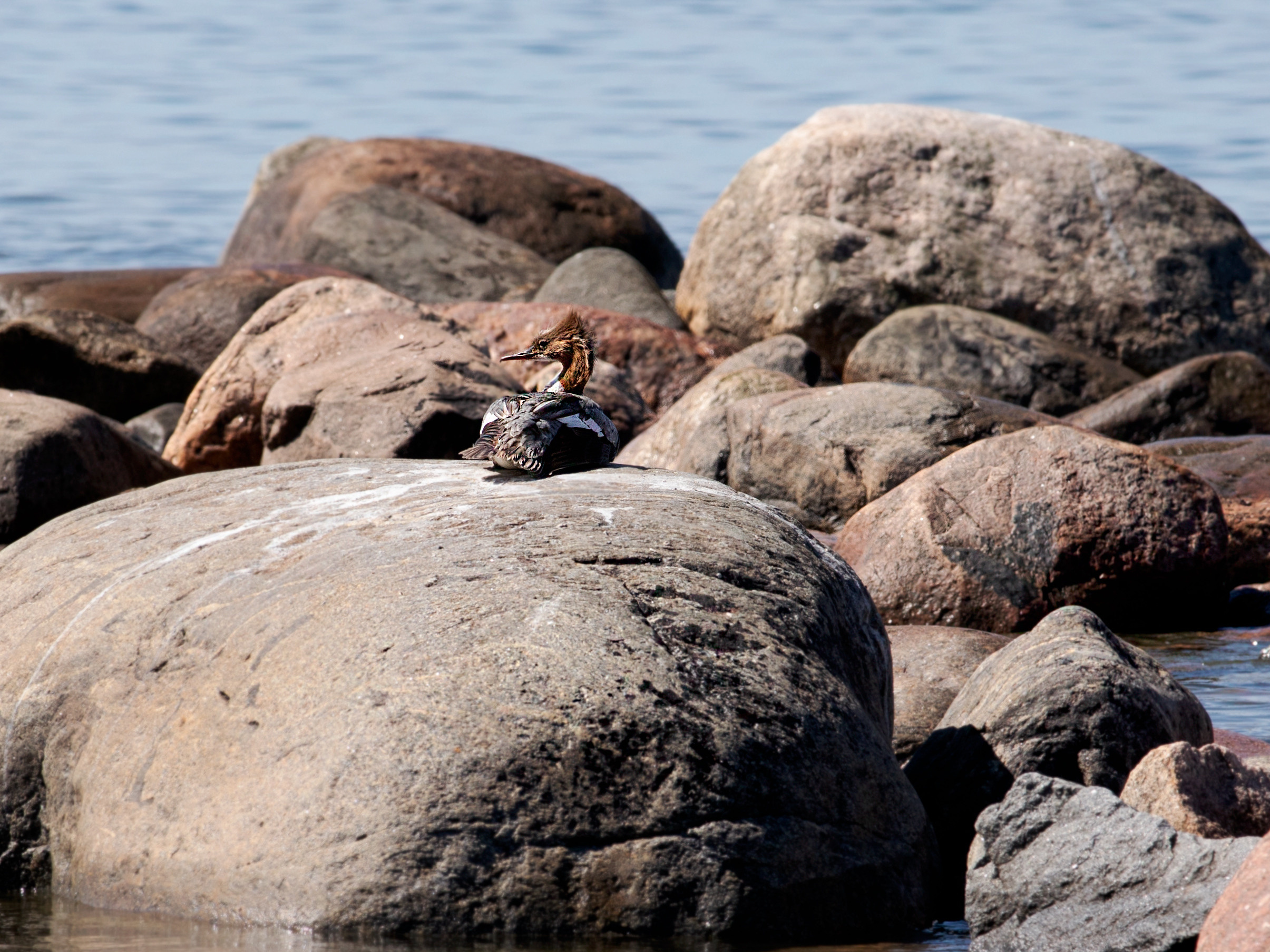 Birds & Animals. Воройская Анна