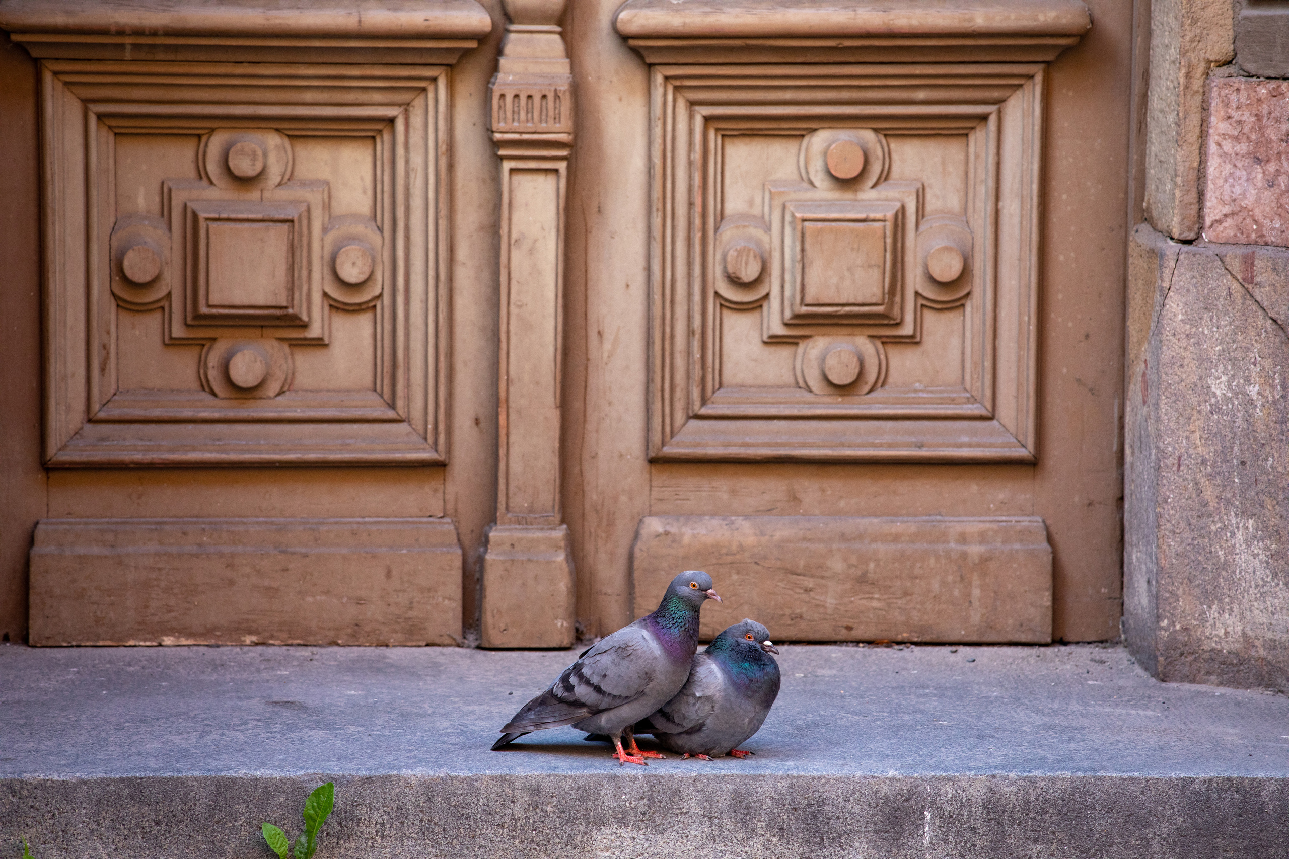 Birds & Animals. Воройская Анна
