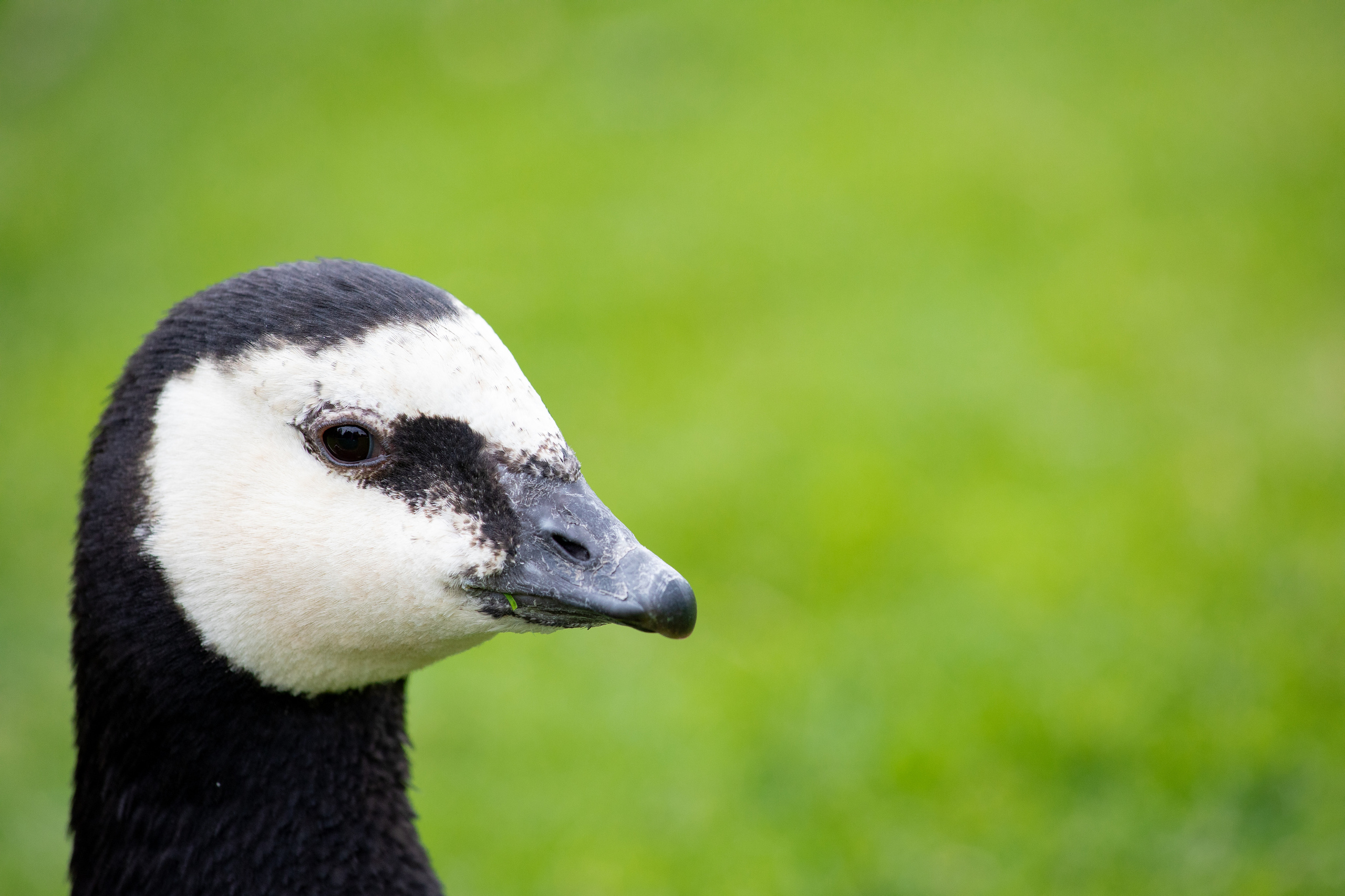 Birds & Animals. Воройская Анна