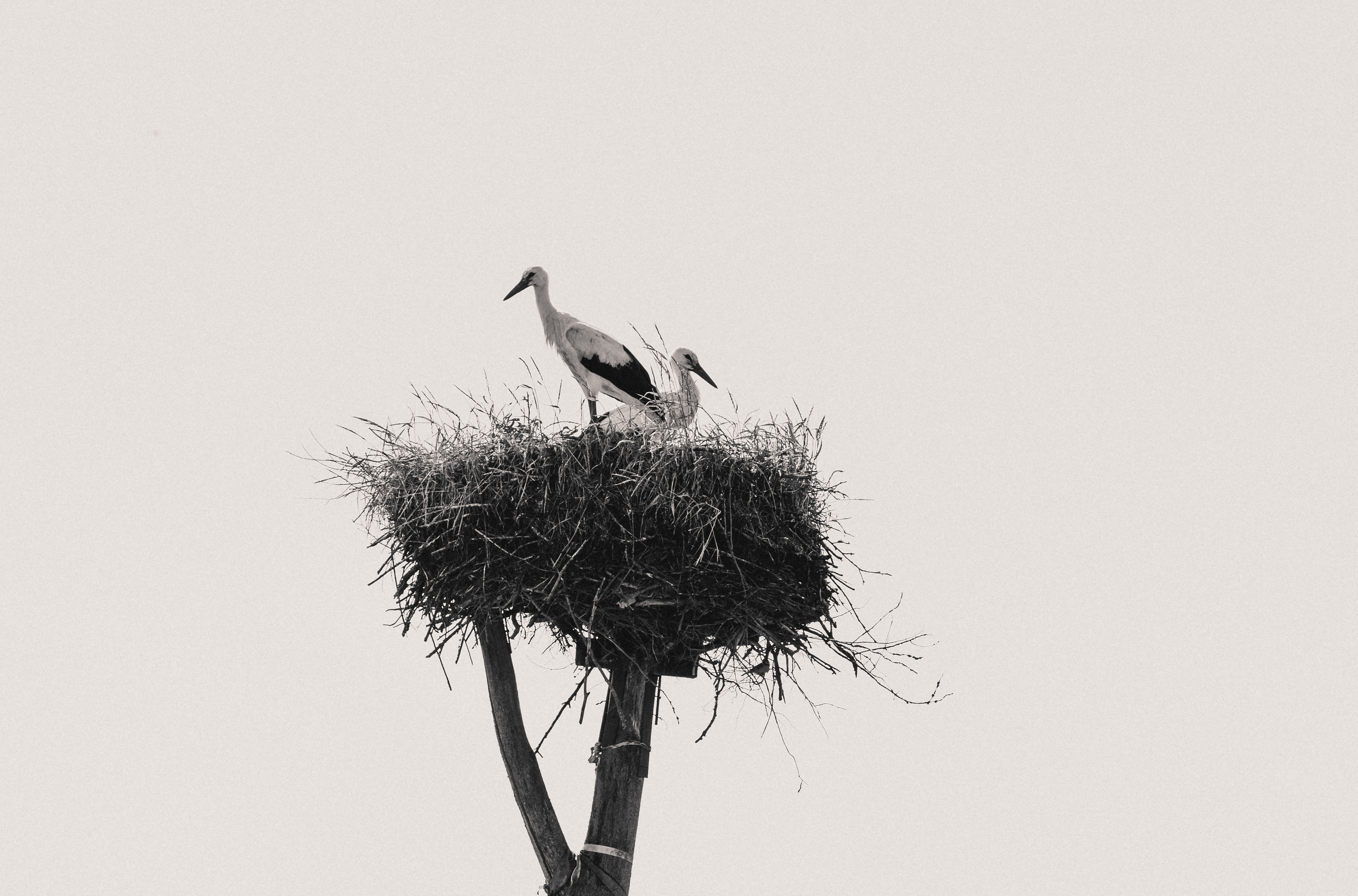 Birds & Animals. Воройская Анна