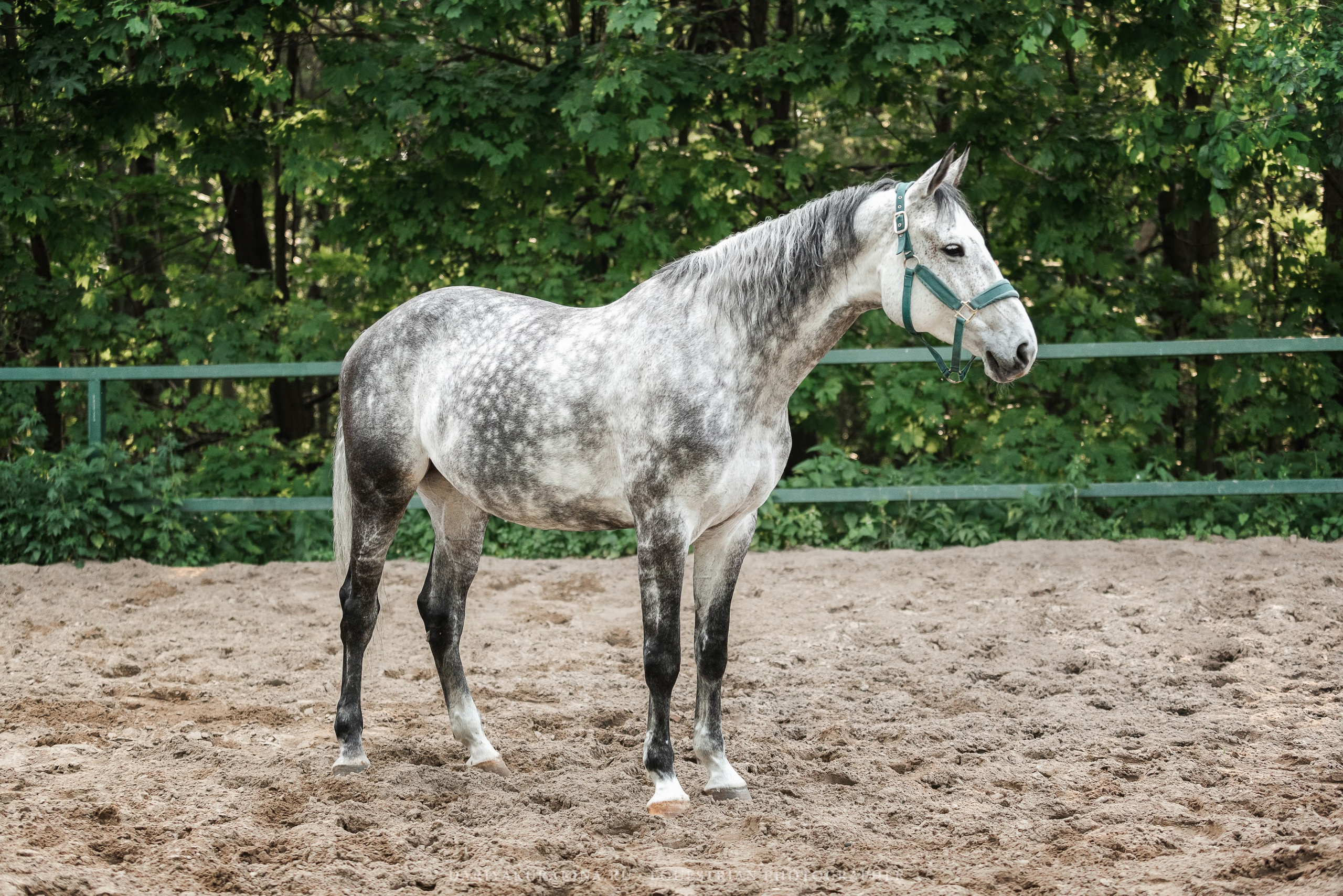 КСПХ «ЮНА», Зелёновое. Конный фотограф Куракина Дарья • Фотосессии с лошадьми