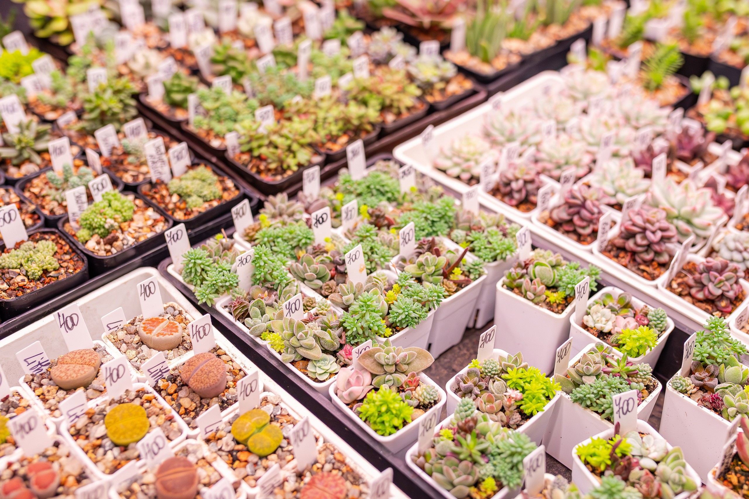 Монстериум апрель 2026. Александра Куликова фотограф, Москва