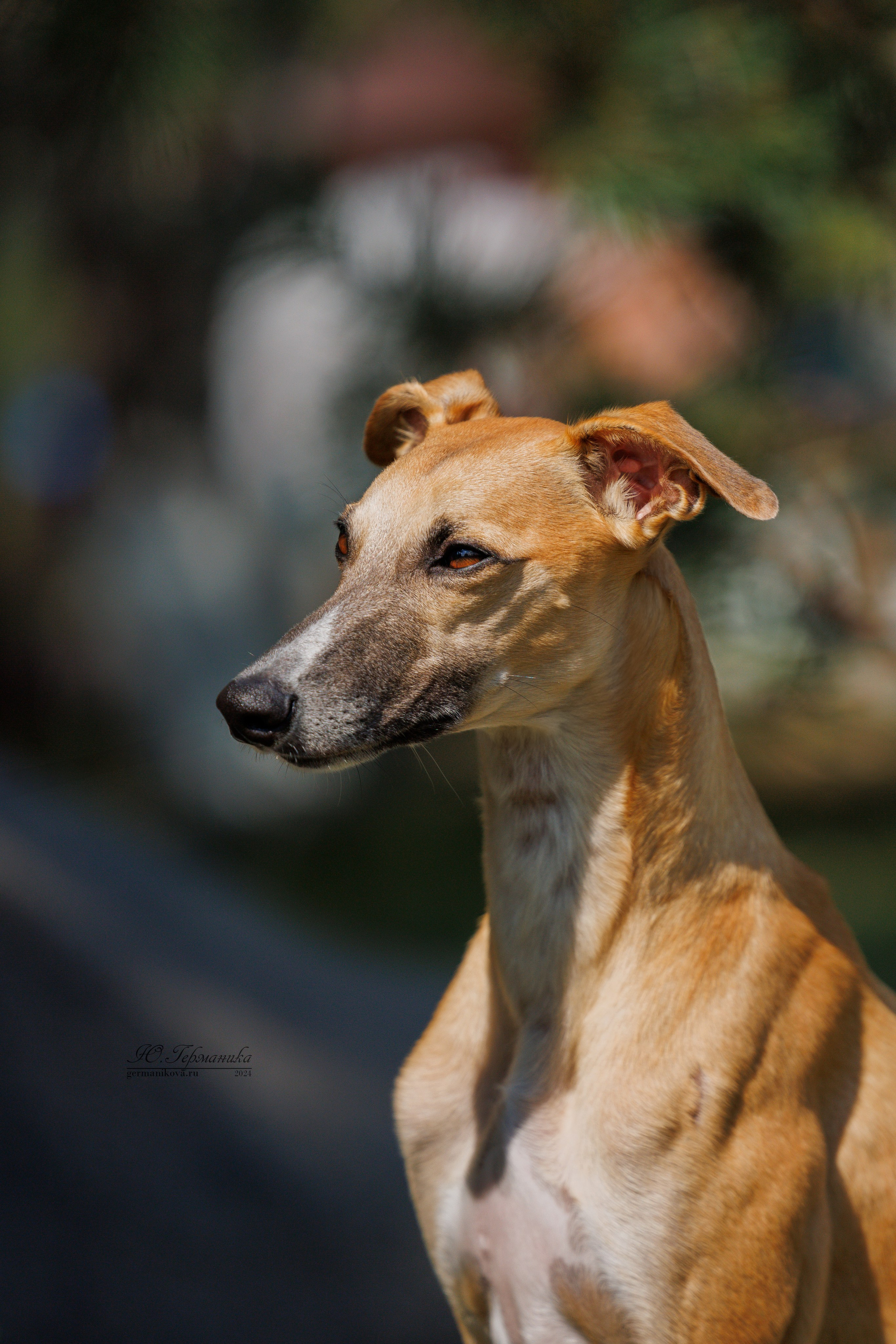 Астана 2хCACIB 17-18.08.2024. Фотограф-анималист Юлия Германика